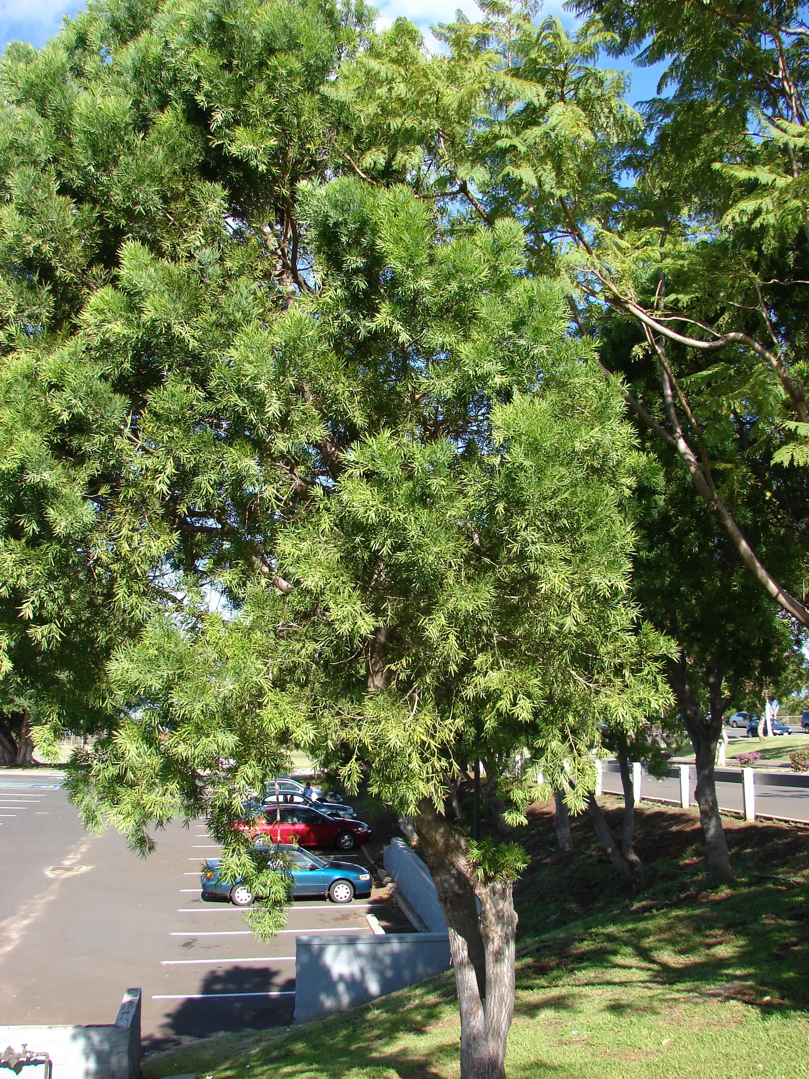 African Fern Pine (Afrocarpus Gracilior) — Perfect for screens or as a stately specimen, it operates well in urban environments