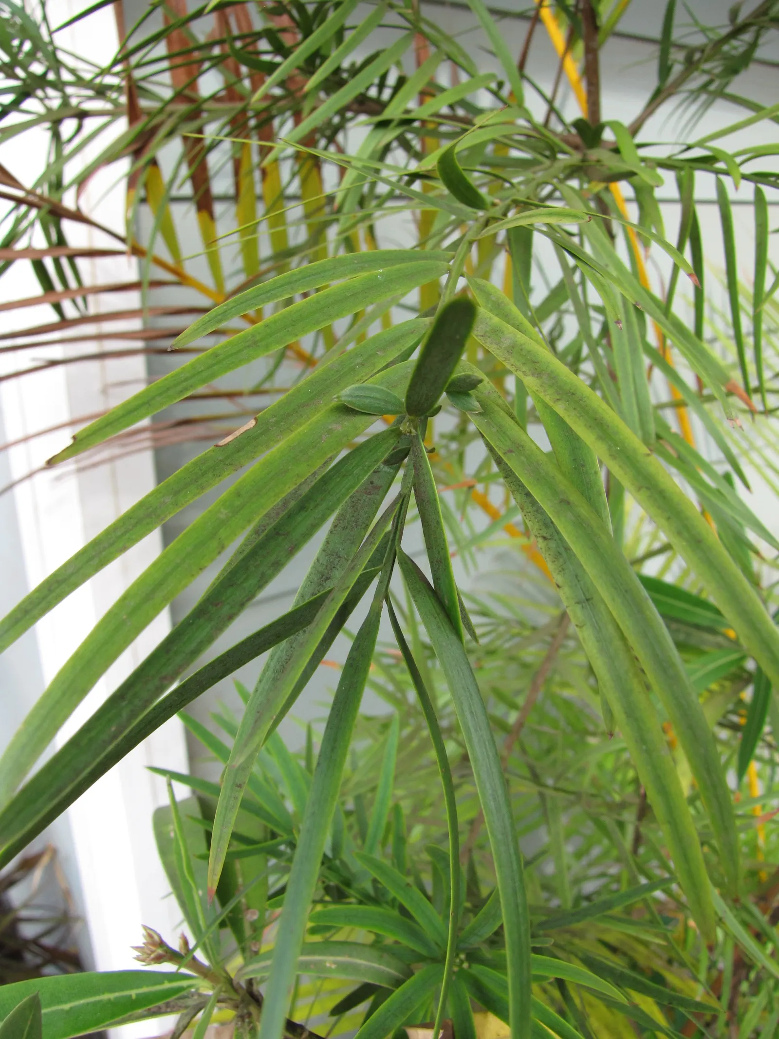 African Fern Pine (Afrocarpus Gracilior) — the African Fern Pine prefers well-draining soil and thrives in full sun to partial shade