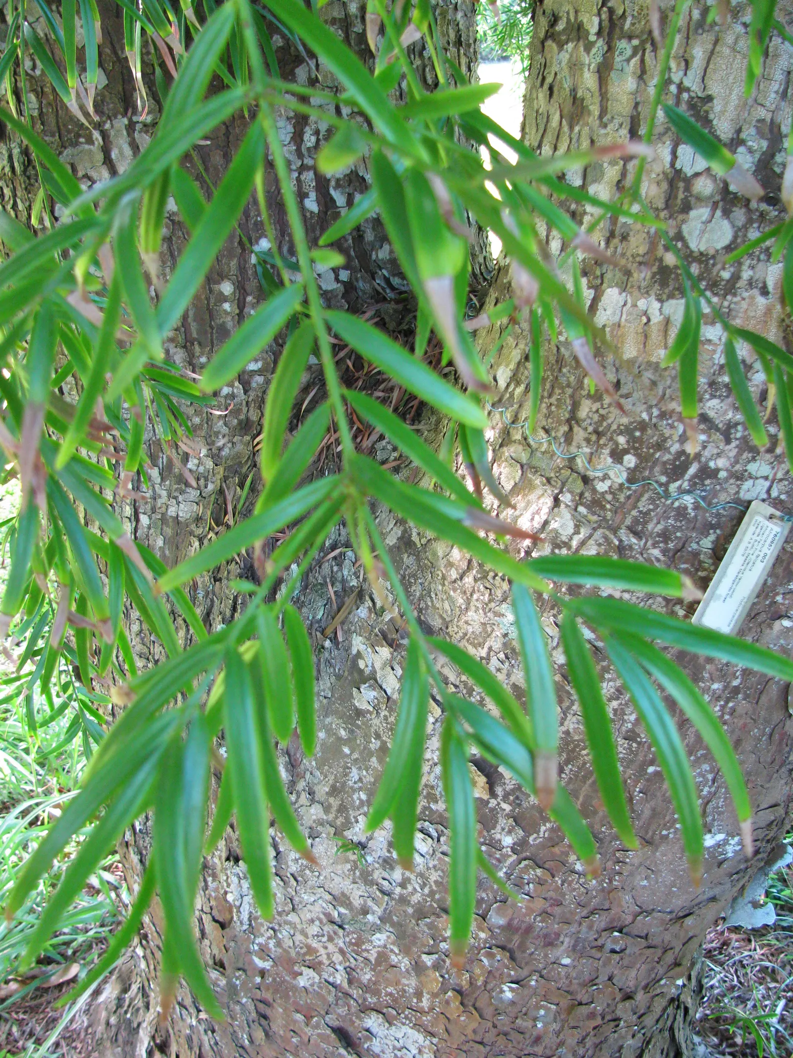 African Fern Pine (Afrocarpus Gracilior) — tree for full or half