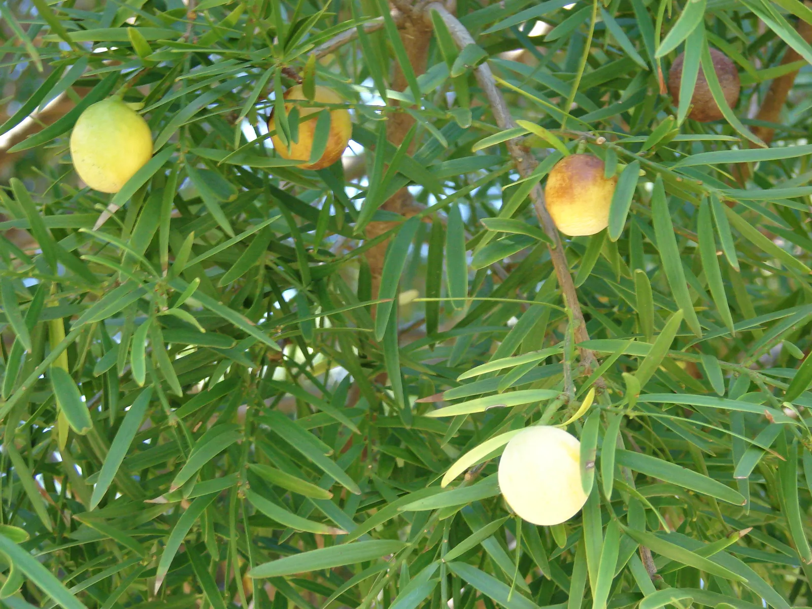 African Fern Pine (Afrocarpus Gracilior) — feathery foliage presents in a dark bluish-green hue