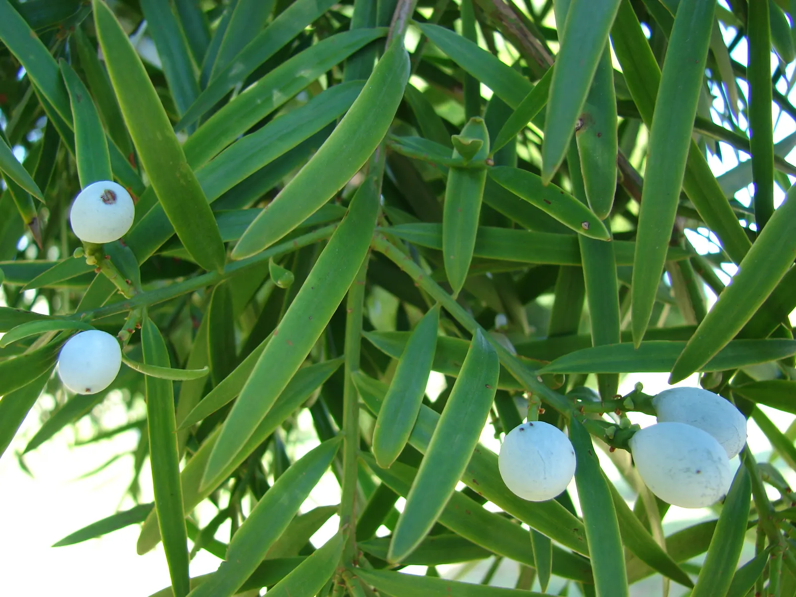 African Fern Pine (Afrocarpus Gracilior) — this tree is a resilient and attractive choice; thriving in USDA zones 9-11, it tolerates various soils, image 61