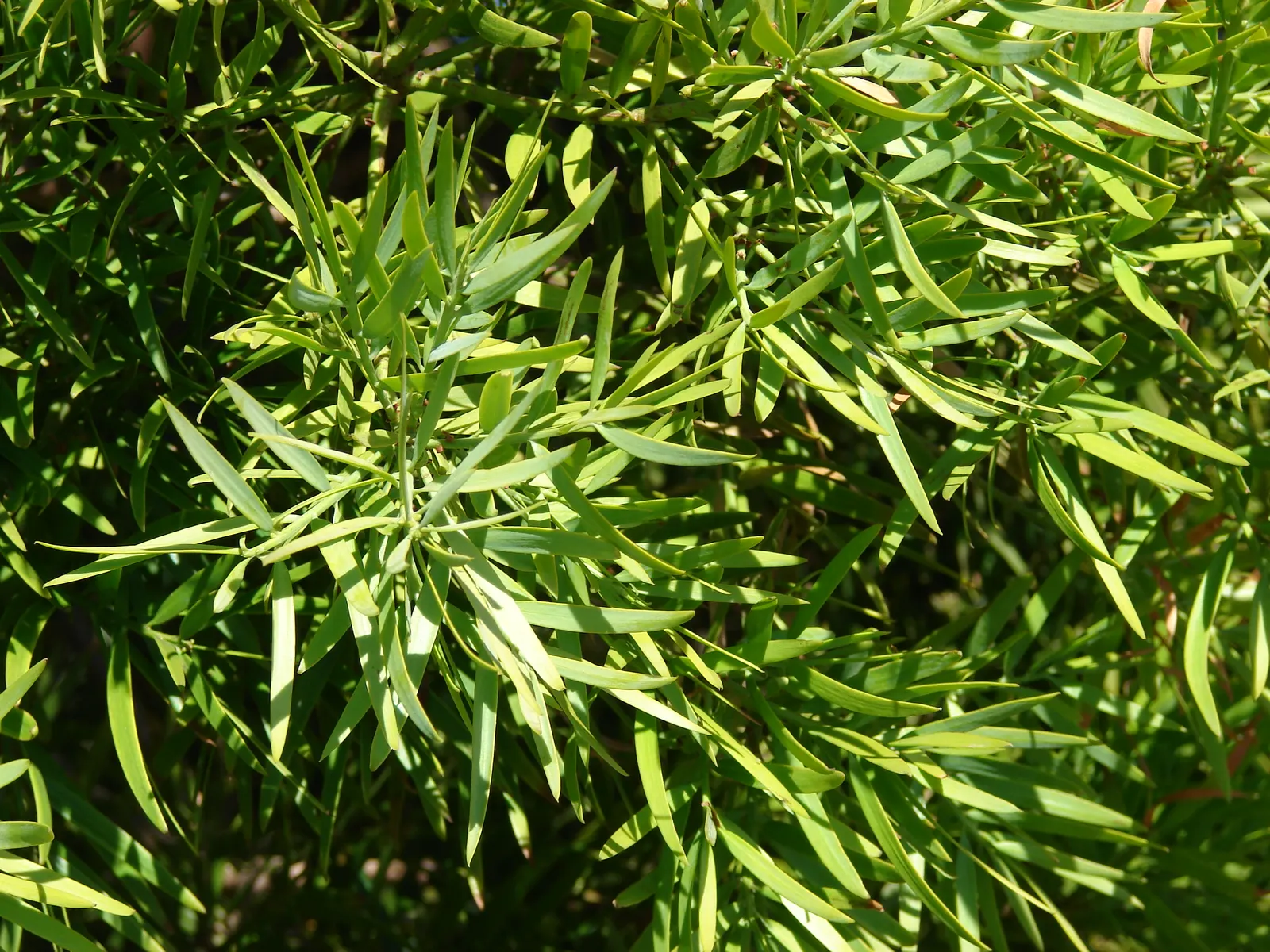 African Fern Pine (Afrocarpus Gracilior) — around 2 to 4 inches long, image 32