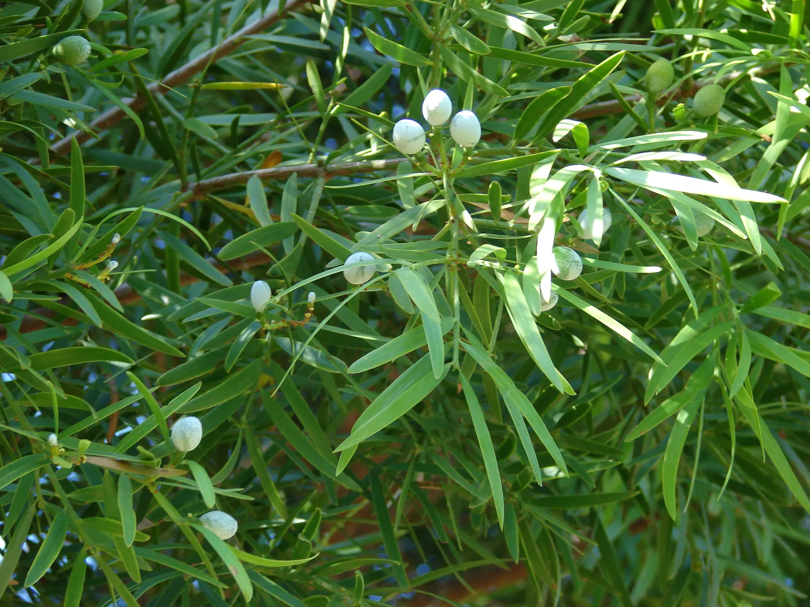 African Fern Pine (Afrocarpus Gracilior) — adding a graceful elegance to any garden space while supporting local ecosystems; around 2 to 4 inches long
