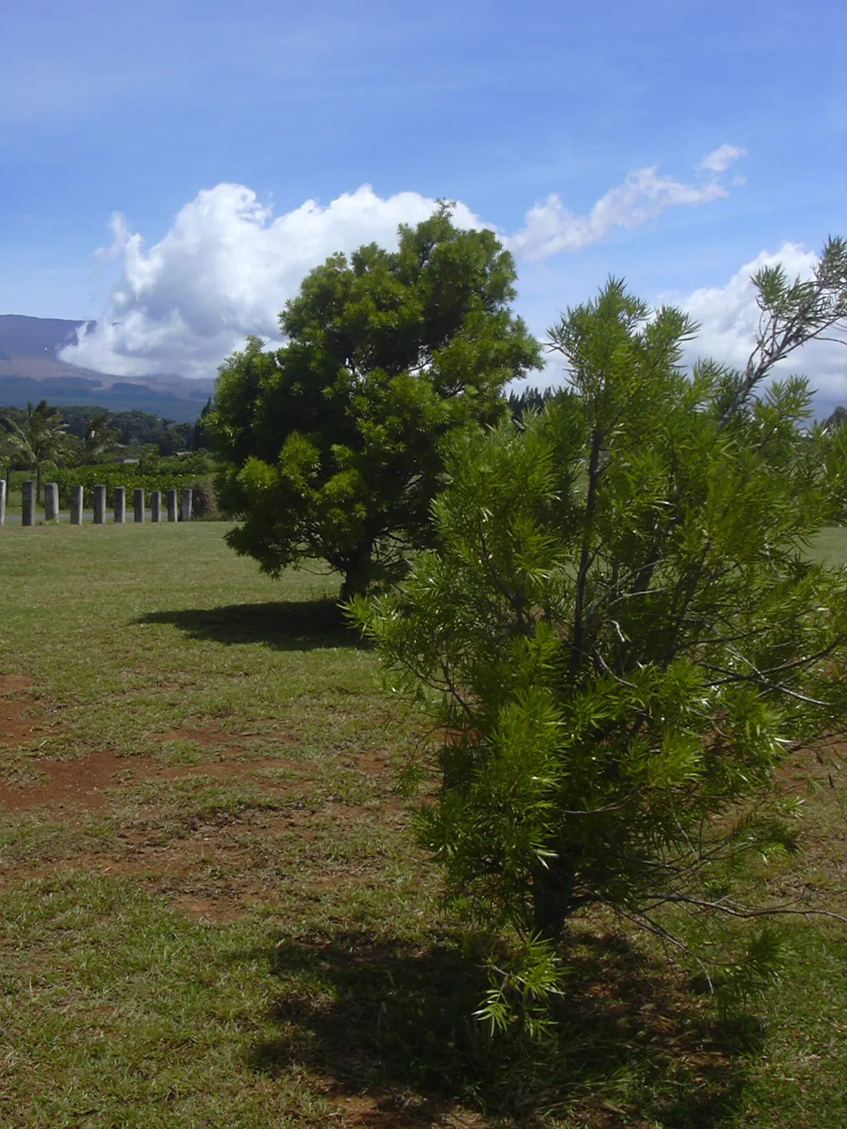 African Fern Pine (Afrocarpus Gracilior) — The soft, feathery foliage presents a lush green canopy extending 20-30 feet wide; imbuing your garden, image 66