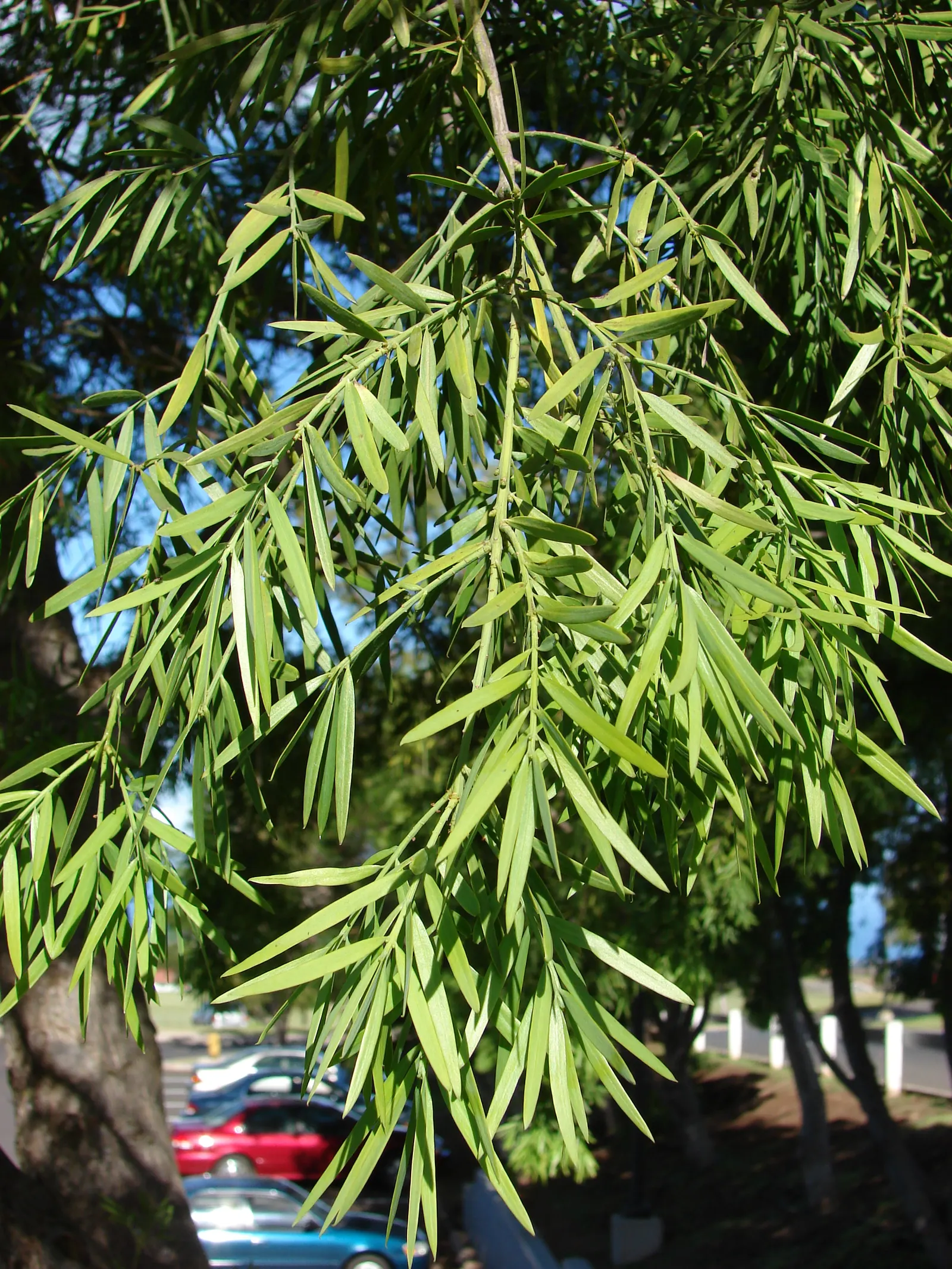 African Fern Pine (Afrocarpus Gracilior) — this tree is a resilient and attractive choice; thriving in USDA zones 9-11, it tolerates various soils and is