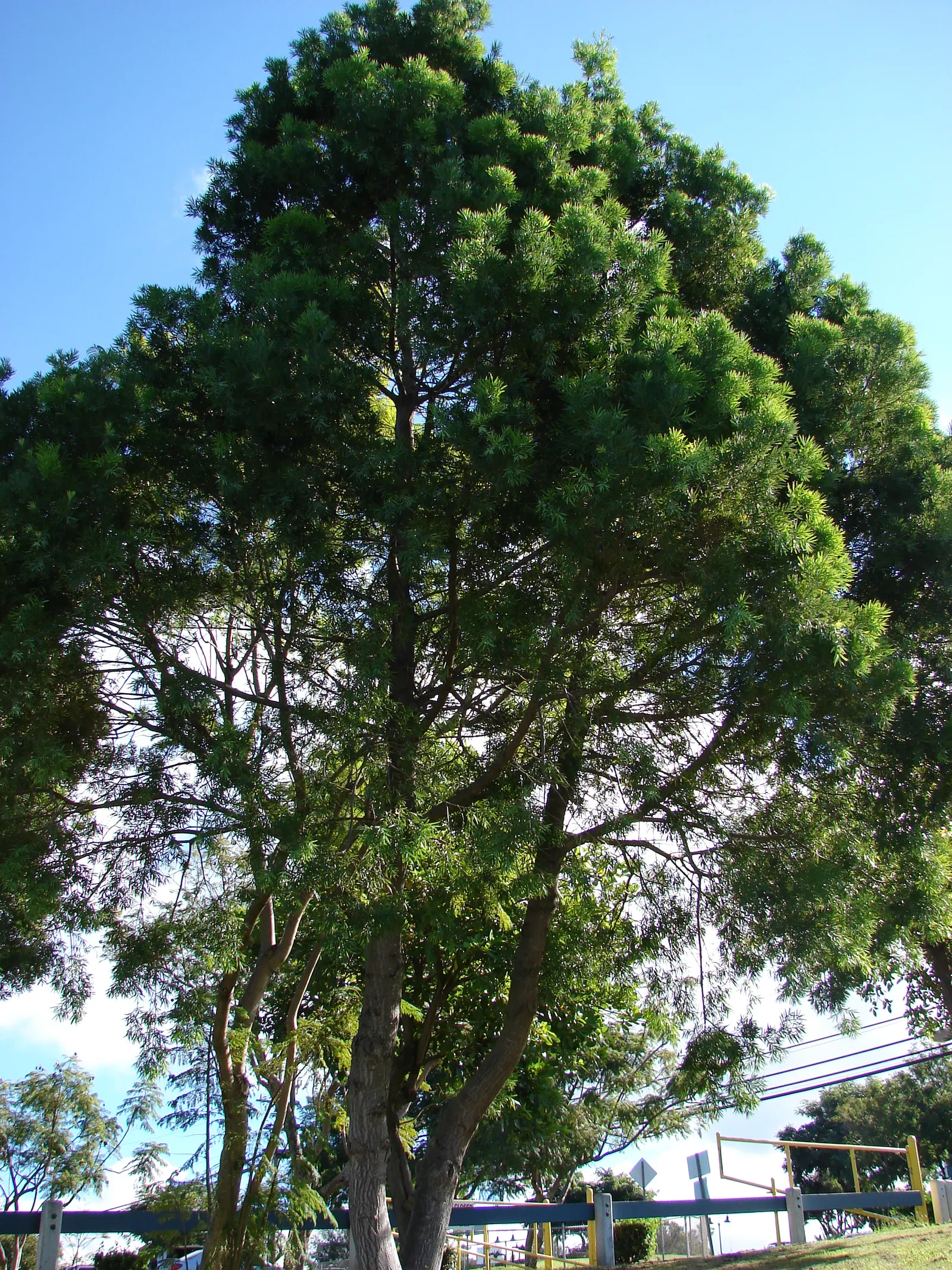 African Fern Pine (Afrocarpus Gracilior) — including birds and insects; around 2 to 4 inches long