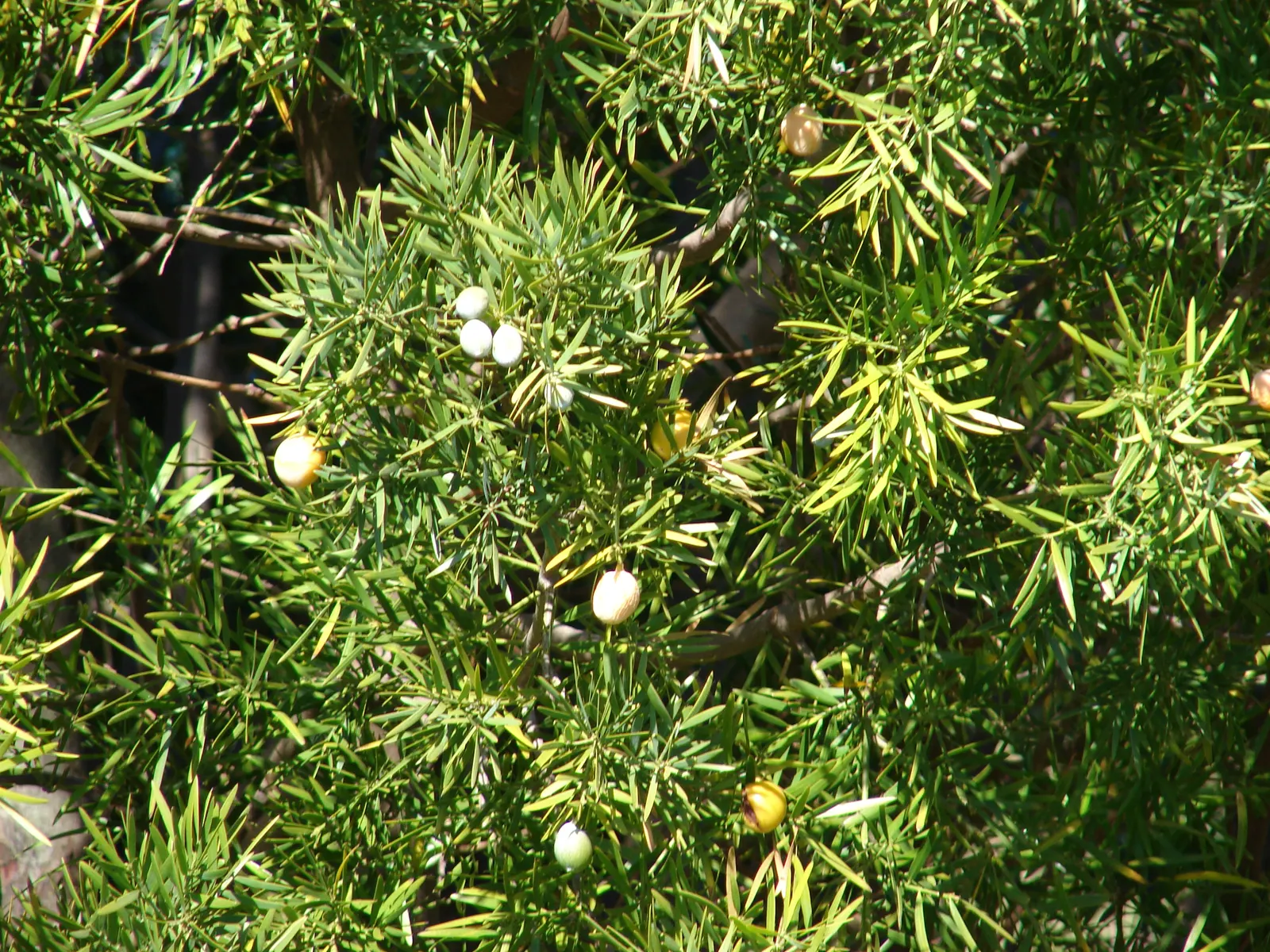 African Fern Pine (Afrocarpus Gracilior) — Perfect for screens or as a stately specimen, it operates well in urban environments; around 2 to 4, image 47