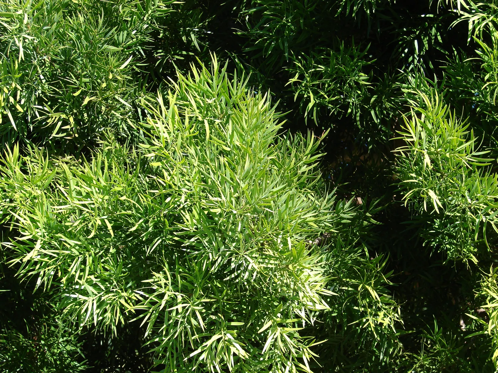 African Fern Pine (Afrocarpus Gracilior) — The soft, feathery foliage presents a lush green canopy extending 20-30 feet wide; imbuing your garden, image 45