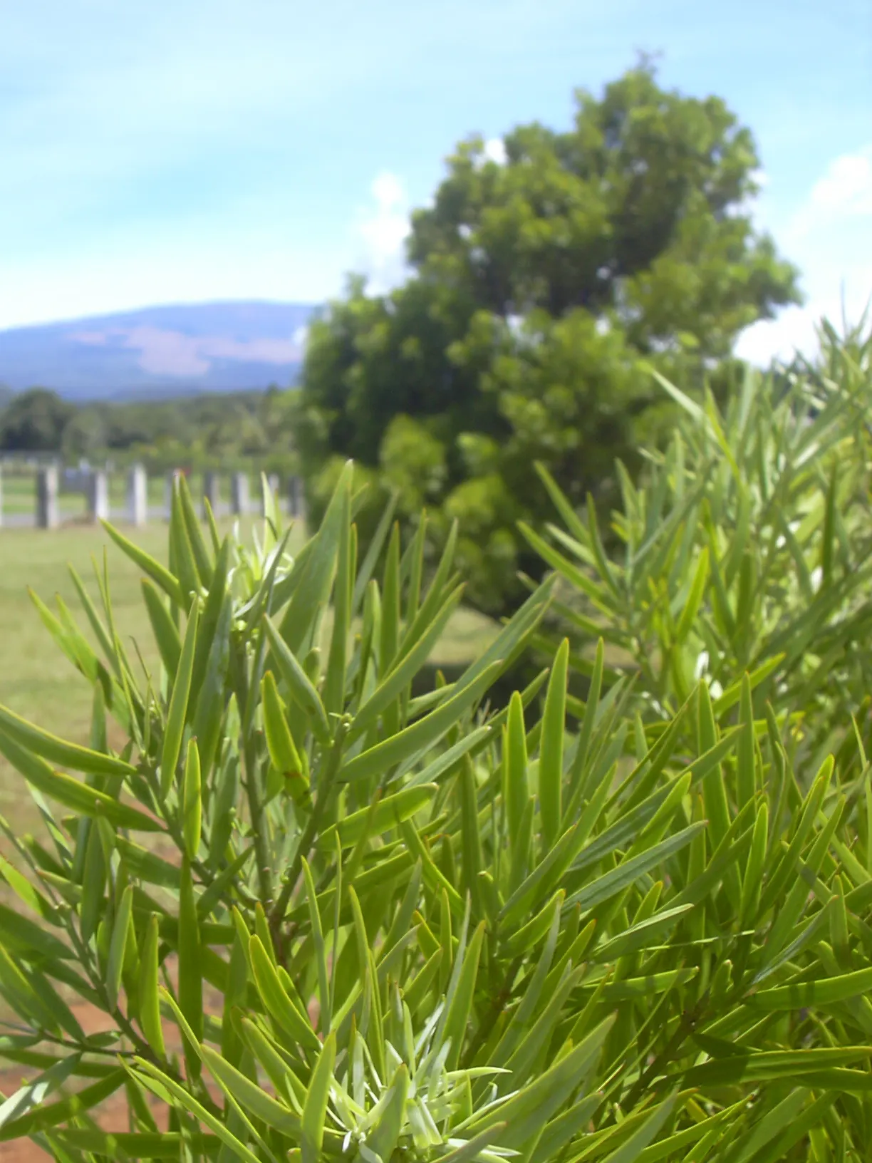 African Fern Pine (Afrocarpus Gracilior) — it is relatively low-maintenance; thriving in USDA zones 9-11, it tolerates various soils and is drought-resistant