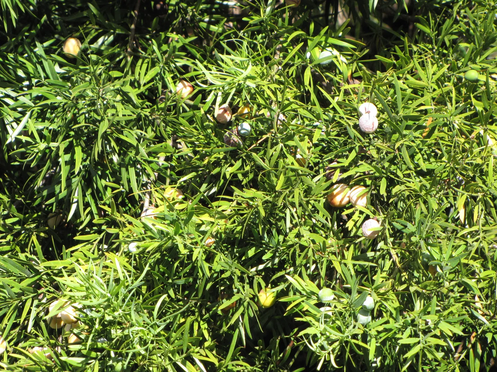 African Fern Pine (Afrocarpus Gracilior) — is a distinguished evergreen conifer well-suited for elegant landscape designs; thriving in USDA zones, image 70