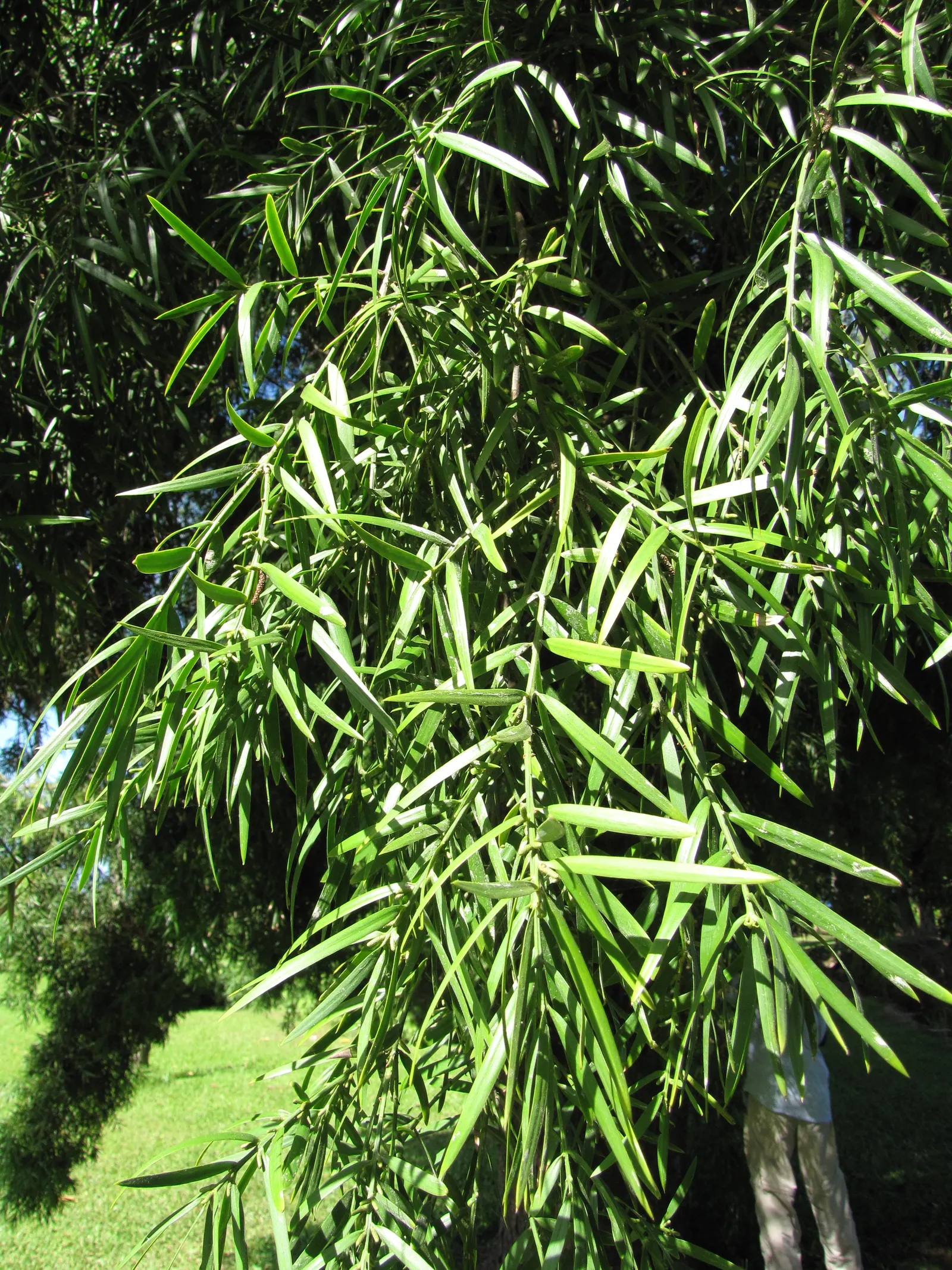 African Fern Pine (Afrocarpus Gracilior) — contributing to its fern-like appearance; thriving in USDA zones 9-11, it tolerates various soils and is