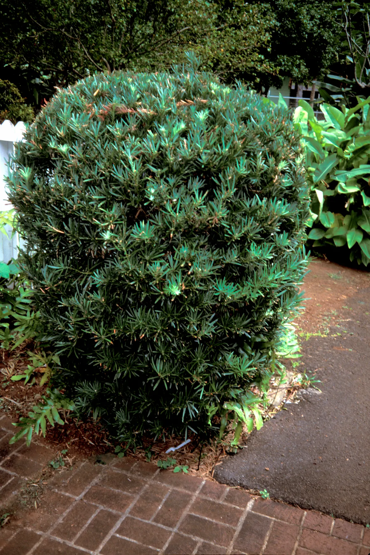 African Fern Pine (Afrocarpus Gracilior) — It can reach heights up to 50-65 feet with a slender, pyramidal form; around 2 to 4 inches long