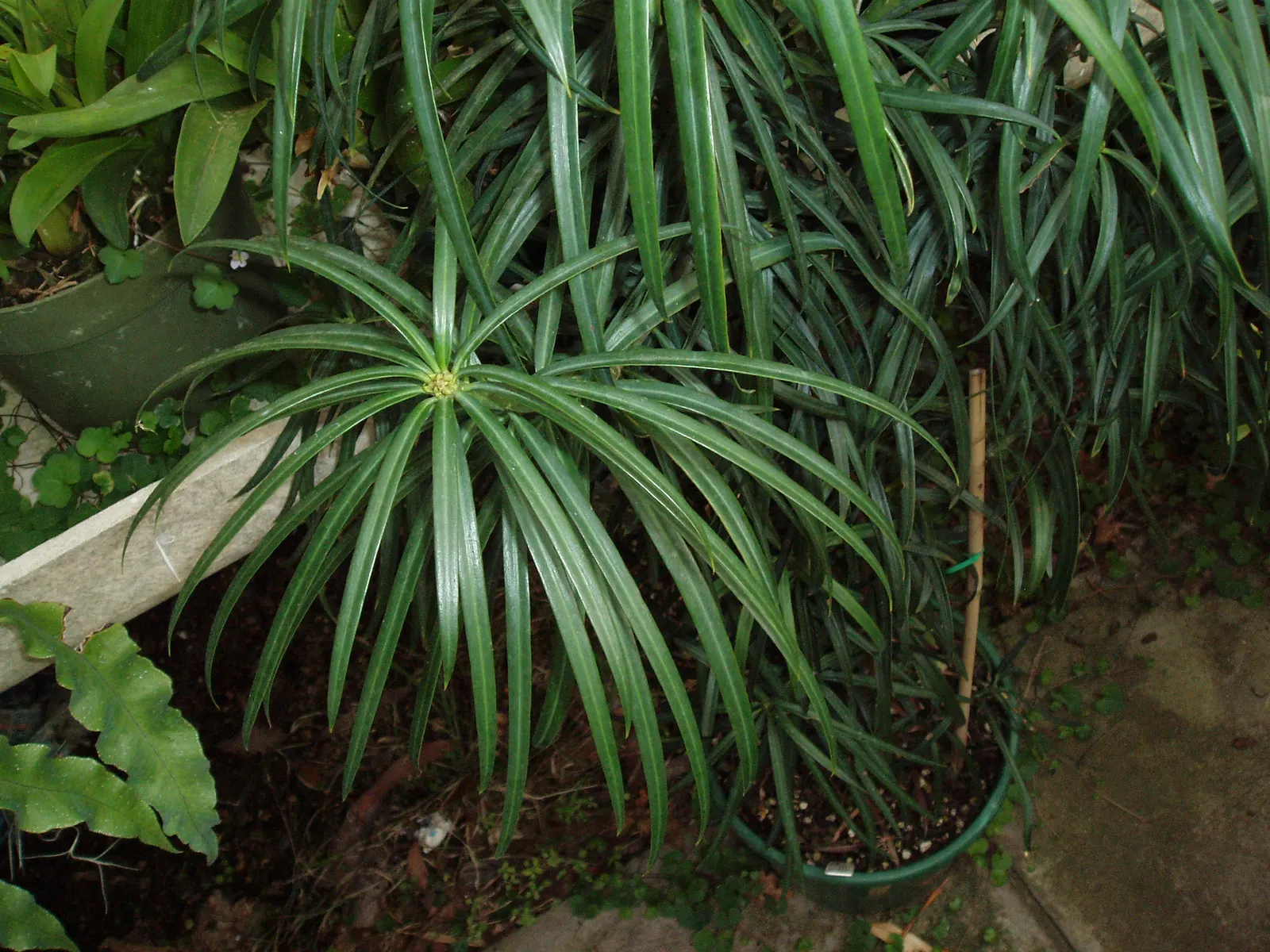 African Fern Pine (Afrocarpus Gracilior) — Thriving in USDA zones 9-11, it tolerates various soils and is drought-resistant once established, image 67