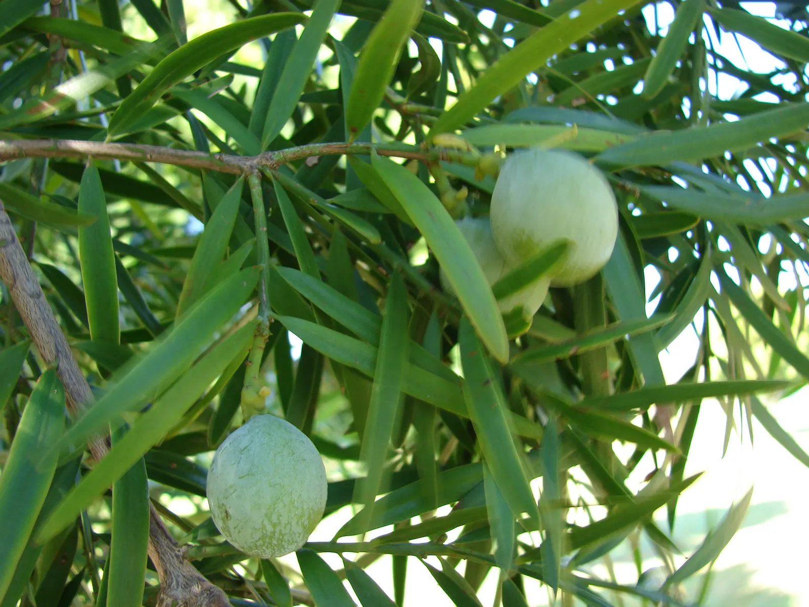 African Fern Pine (Afrocarpus Gracilior) — is a distinguished evergreen conifer well-suited for elegant landscape designs; thriving in USDA zones, image 49