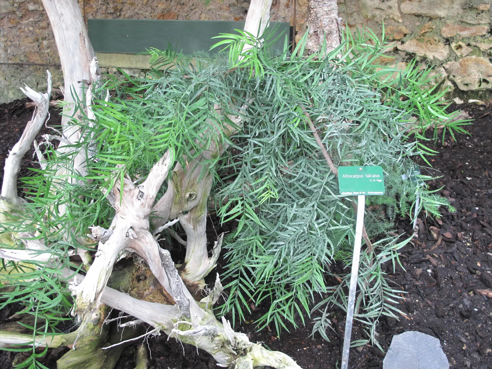 African Fern Pine (Afrocarpus Gracilior) — is an elegant evergreen tree ideal for landscapes requiring vertical accents