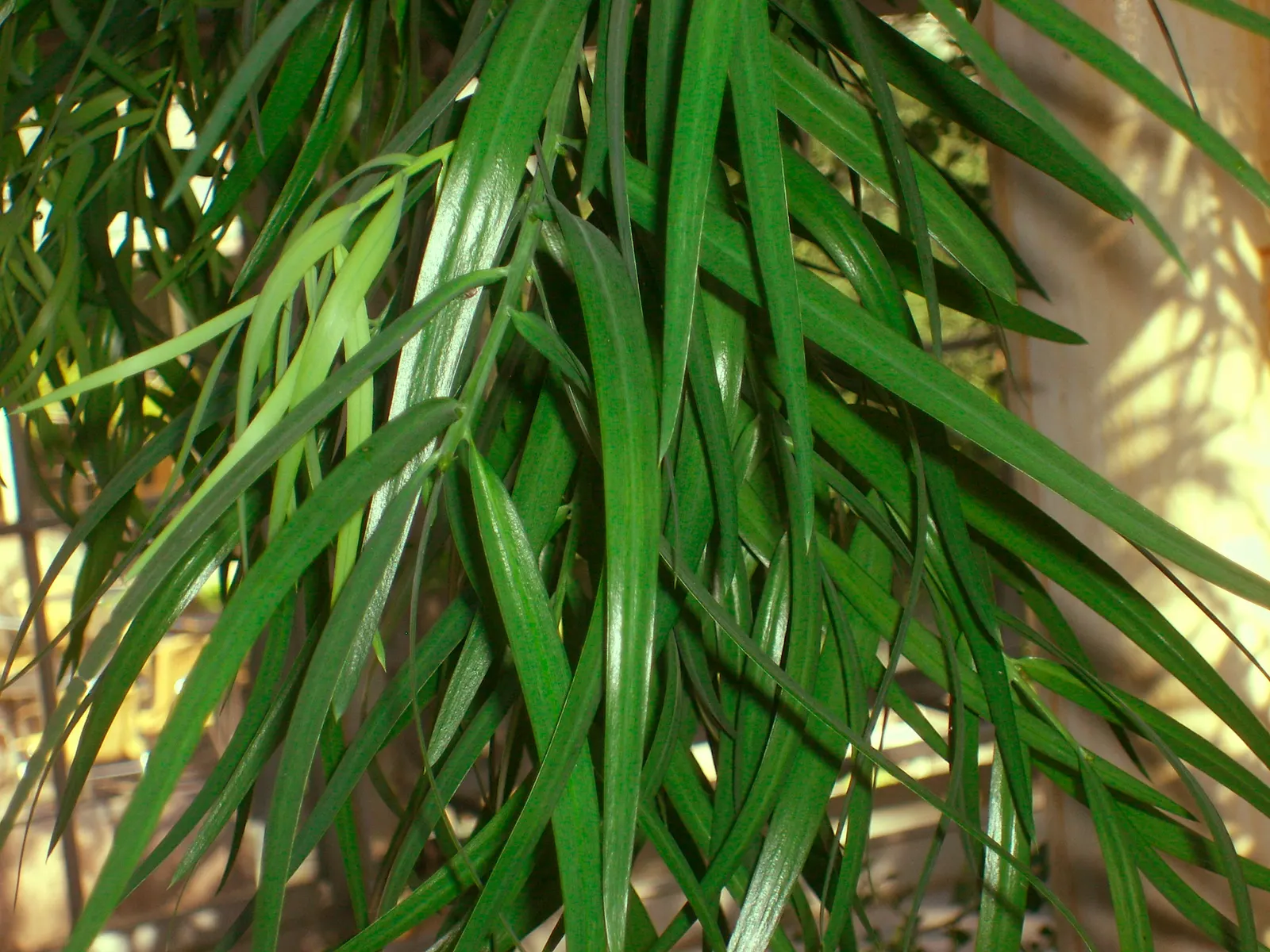 African Fern Pine (Afrocarpus Gracilior) — the African Fern Pine prefers well-draining soil and thrives in full sun to partial shade; thriving in, image 55