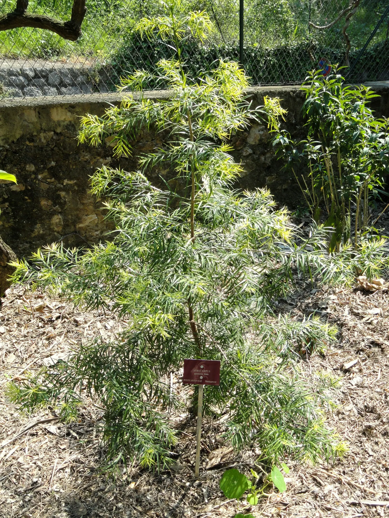 African Fern Pine (Afrocarpus Gracilior) — This graceful tree originates from the higher elevations of Eastern Africa and exhibits a tall; around 2 to 4 inches