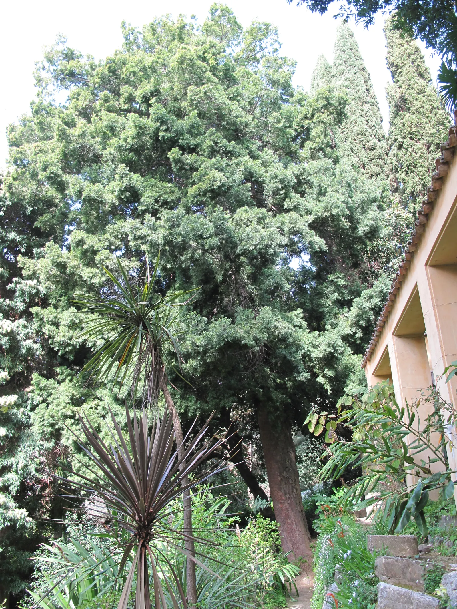 African Fern Pine (Afrocarpus Gracilior) — With a growth rate of 12 to 24 inches per year; imbuing your garden with life