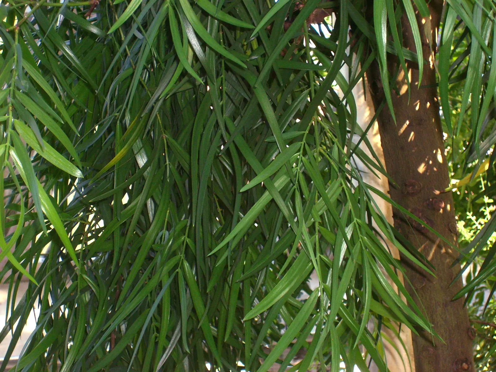 African Fern Pine (Afrocarpus Gracilior) — around 2 to 4 inches long, image 53