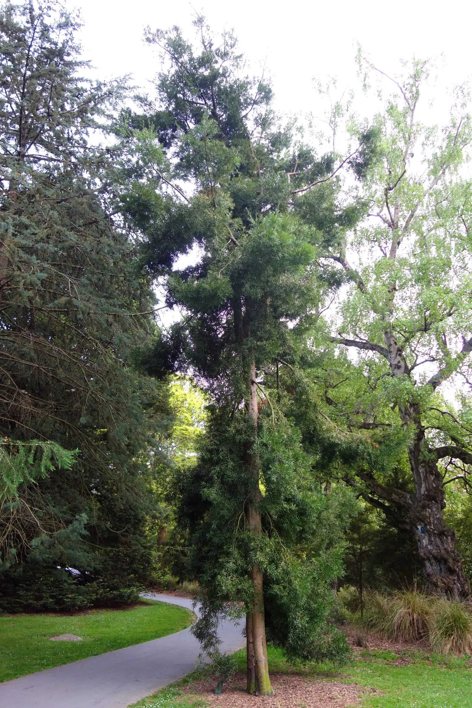 African Fern Pine (Afrocarpus Gracilior) — is an elegant evergreen tree ideal for landscapes requiring vertical accents; thriving in USDA zones, image 43