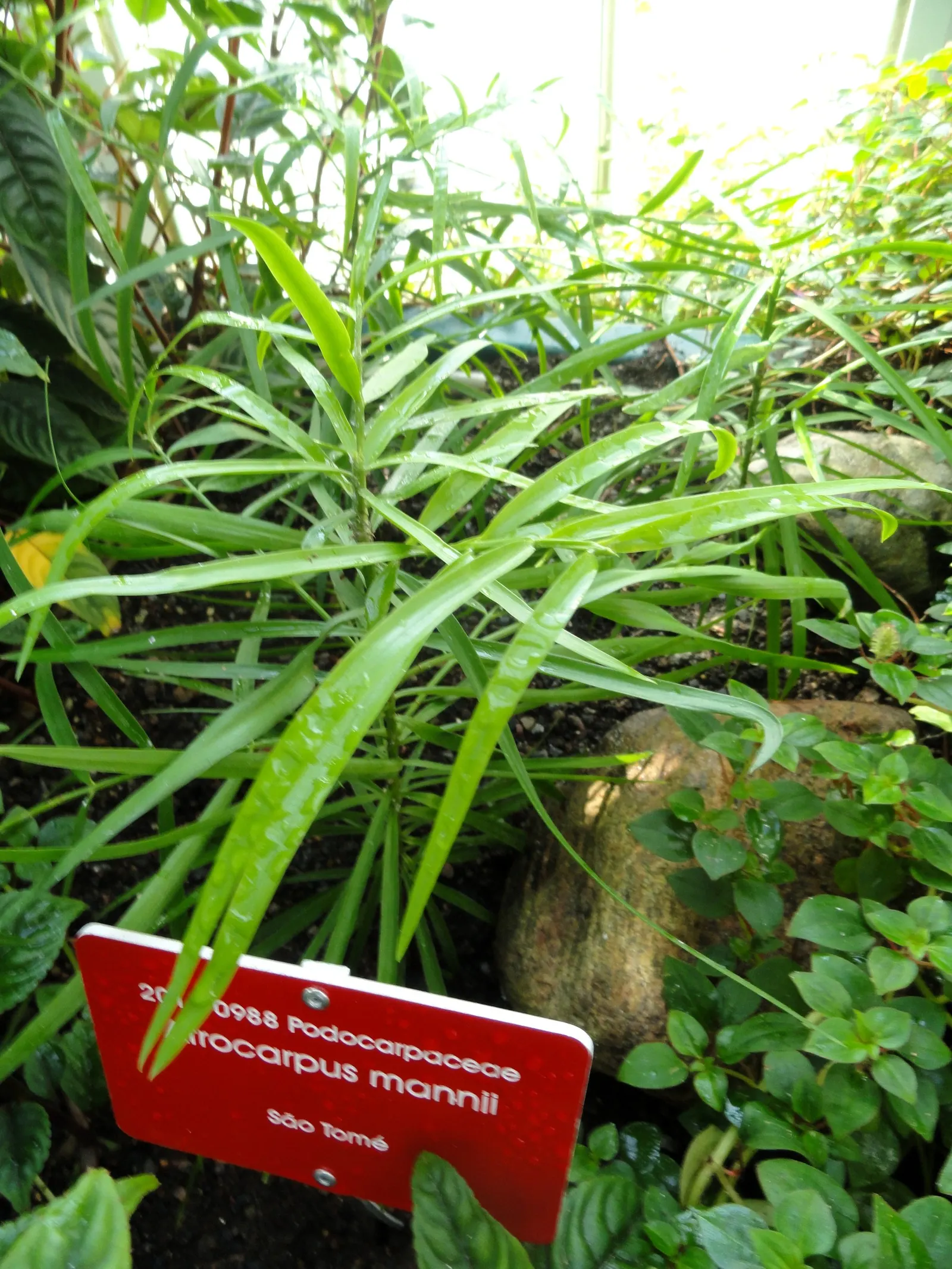 African Fern Pine (Afrocarpus Gracilior) — feathery foliage presents in a dark bluish-green hue; imbuing your garden with life