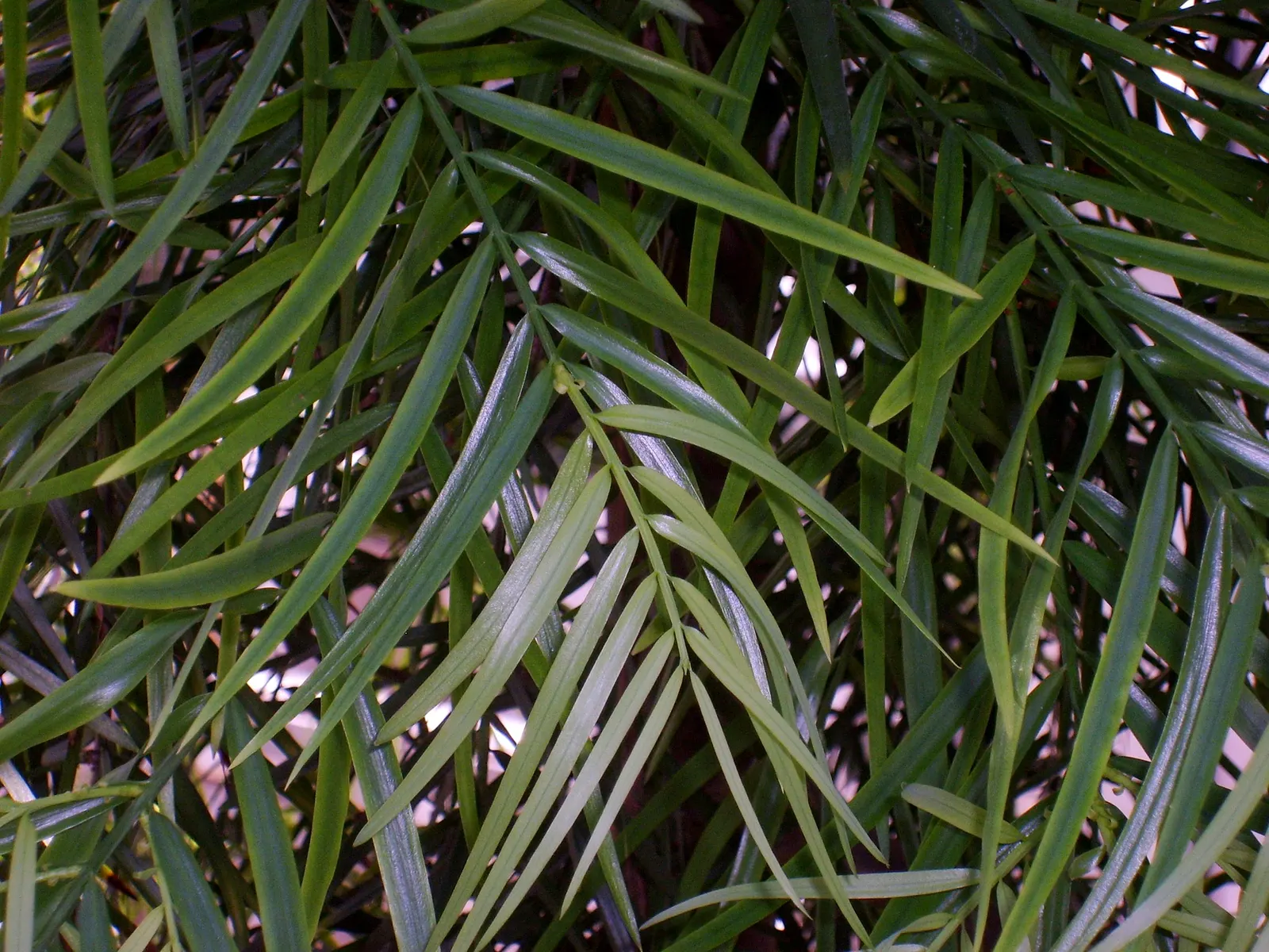African Fern Pine (Afrocarpus Gracilior) — Thriving in USDA zones 9-11, it tolerates various soils and is drought-resistant once established, image 46