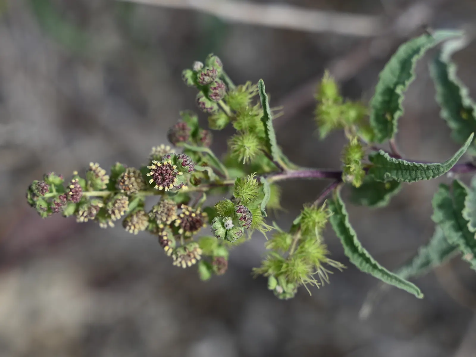 Giant Bursage, Canyon Ambrosia (Ambrosia Ambrosioides) — making it ideal for xeriscaping and desert landscapes