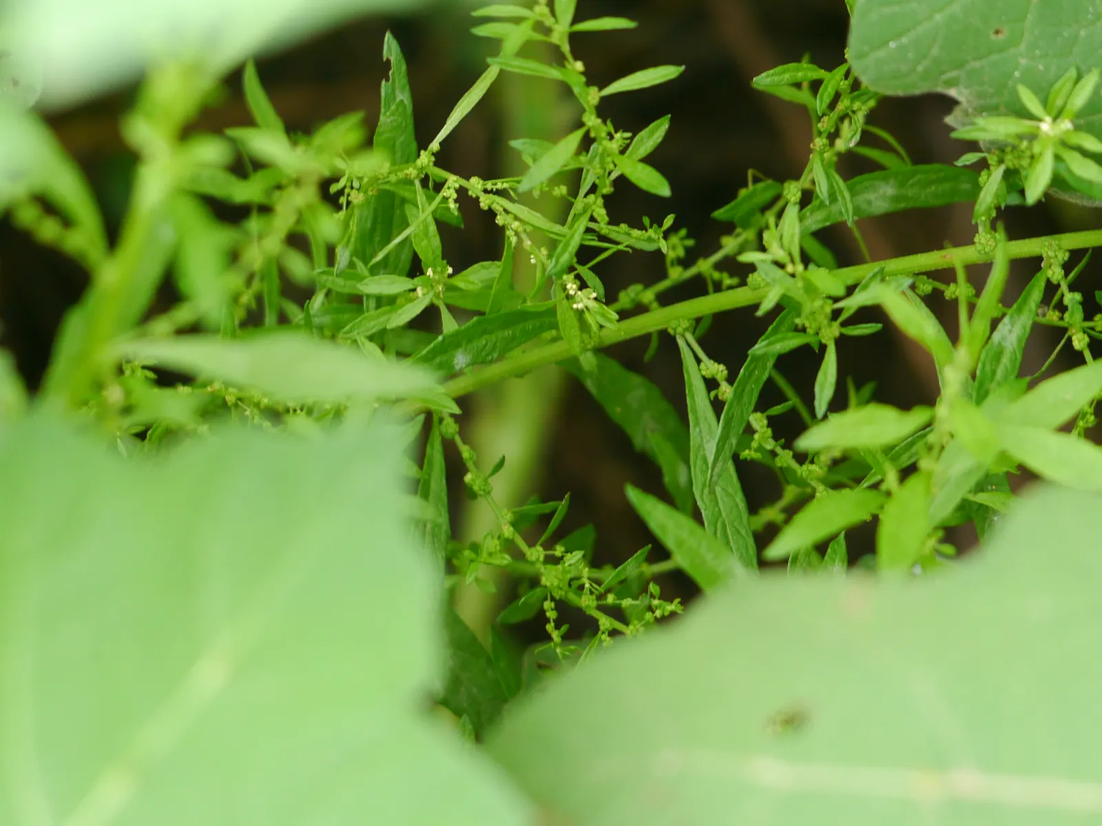 Giant Bursage, Canyon Ambrosia (Ambrosia Ambrosioides) — giving the plant its common name.<br><br>When incorporating Giant Bursage into a landscape design