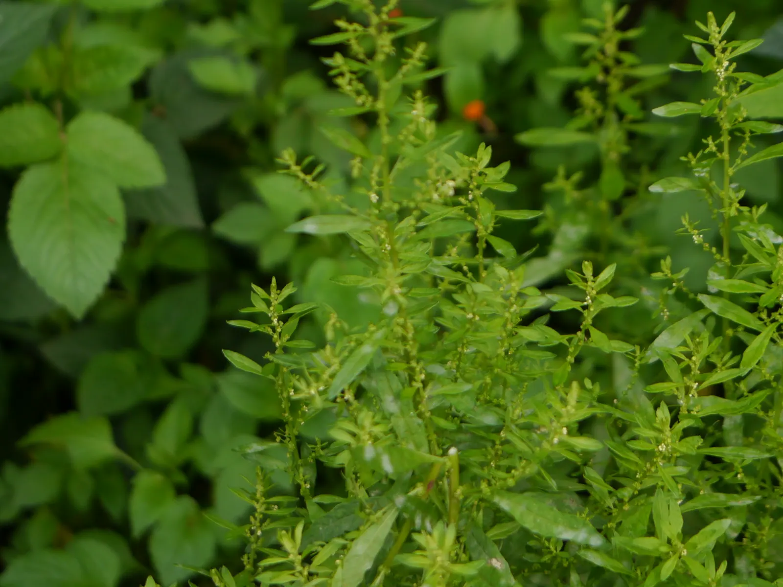 Giant Bursage, Canyon Ambrosia (Ambrosia Ambrosioides) — As a low-maintenance plant