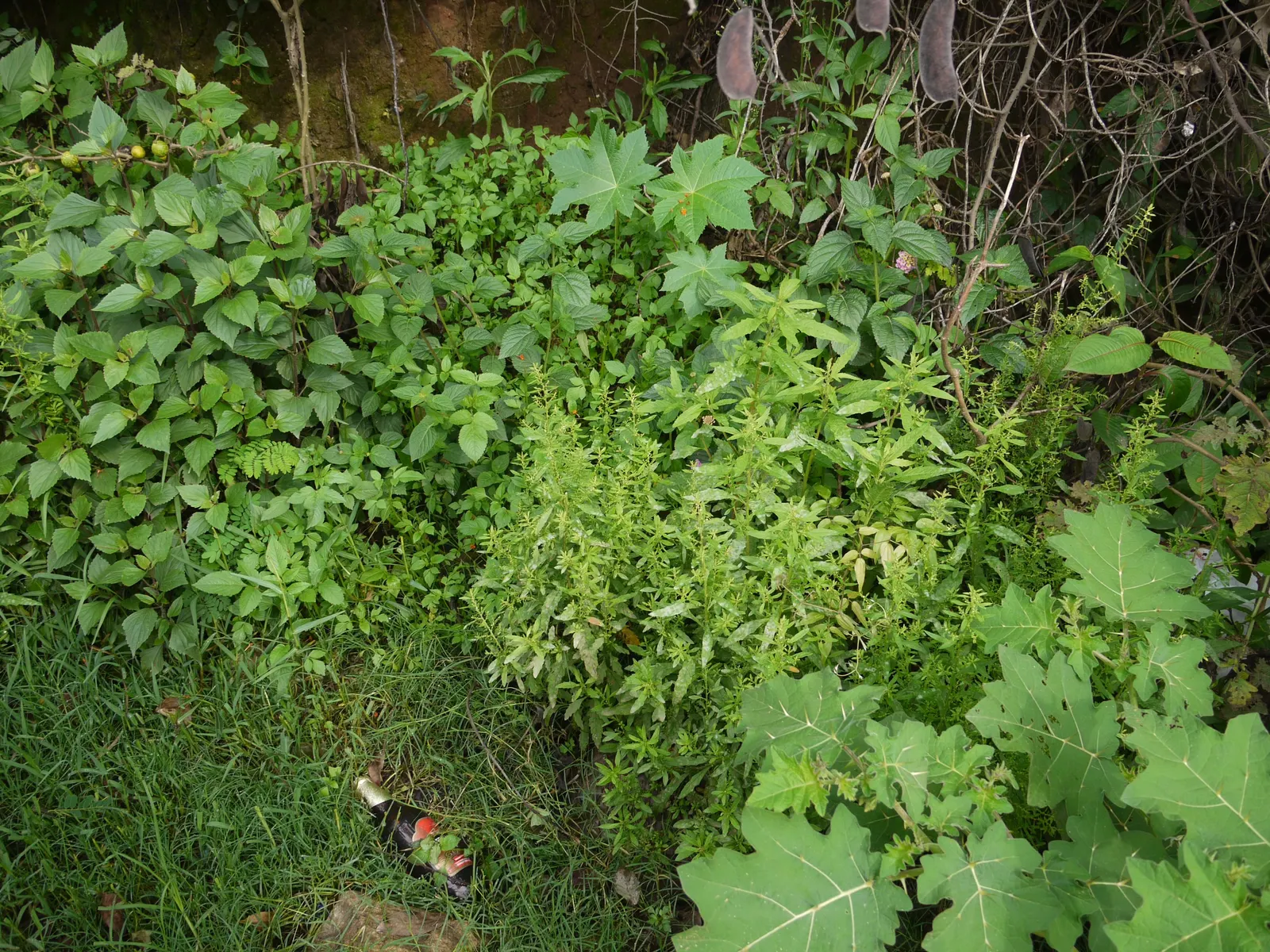 Giant Bursage, Canyon Ambrosia (Ambrosia Ambrosioides) — While it thrives in full sun and can tolerate poor