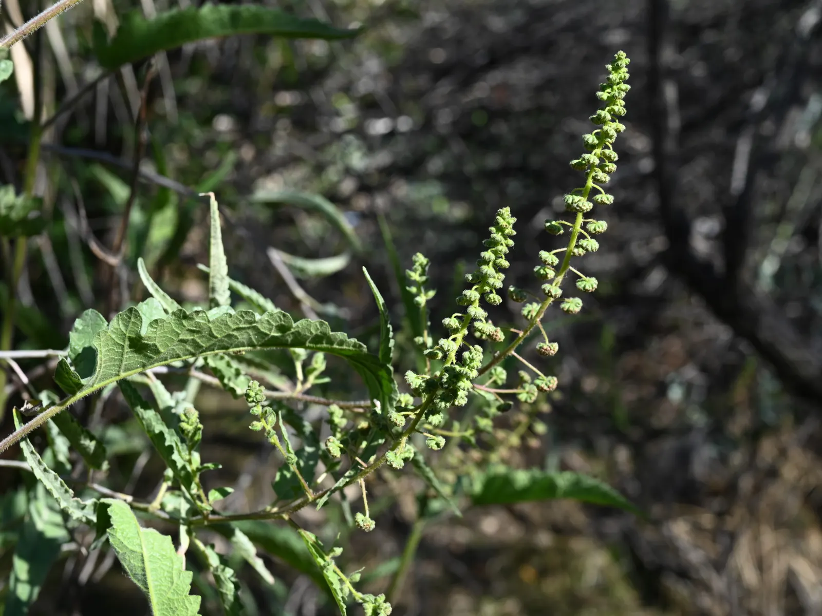 Giant Bursage, Canyon Ambrosia (Ambrosia Ambrosioides) — and its allergenic pollen should be considered when placing it in the garden