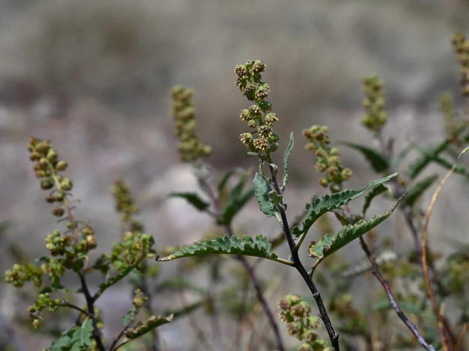 Giant Bursage, Canyon Ambrosia (Ambrosia Ambrosioides) — it requires minimal water once established