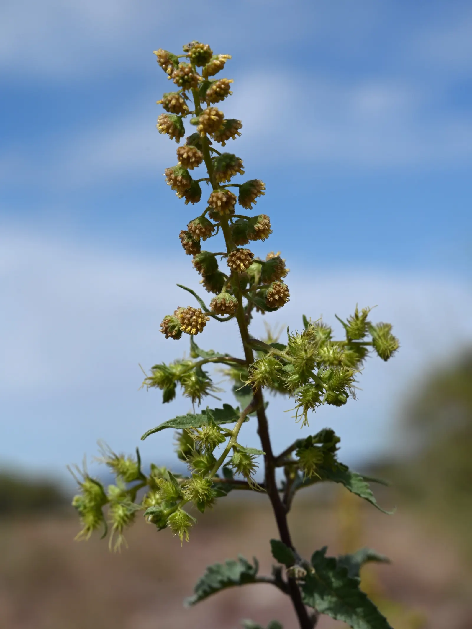 Giant Bursage, Canyon Ambrosia (Ambrosia Ambrosioides) — shrub with green blooms