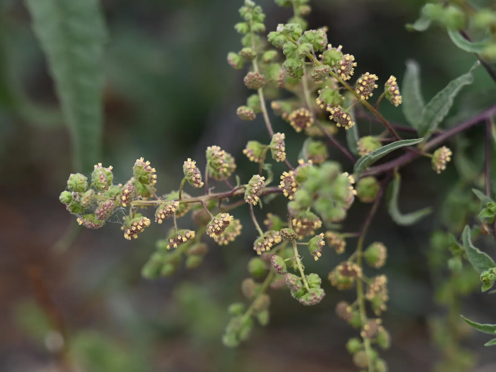 Giant Bursage, Canyon Ambrosia (Ambrosia Ambrosioides) — green flowers in the garden