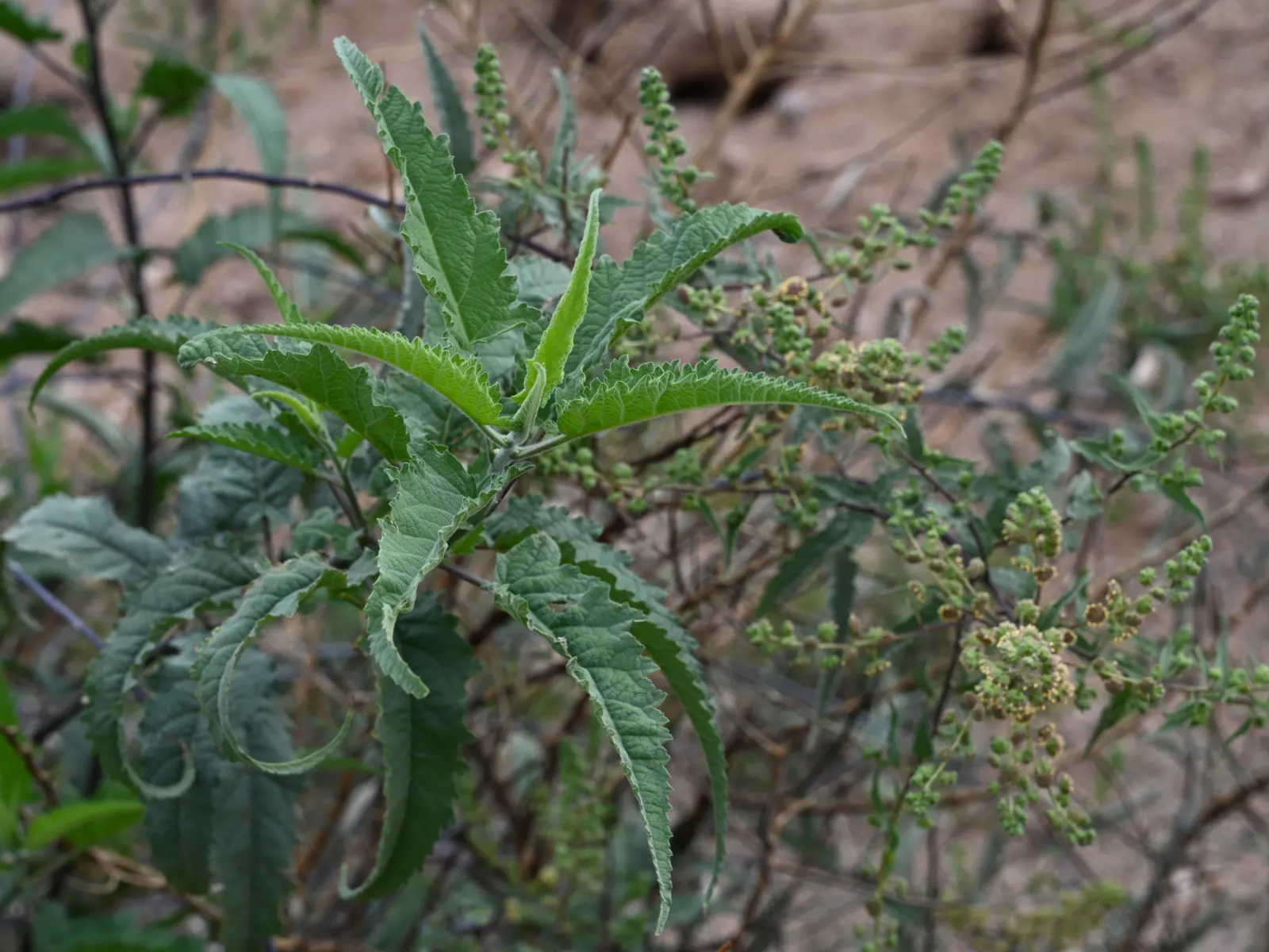 Giant Bursage, Canyon Ambrosia (Ambrosia Ambrosioides) — This durable shrub grows to 3 feet tall and 4 feet wide, thriving in full sun and tolerating poor