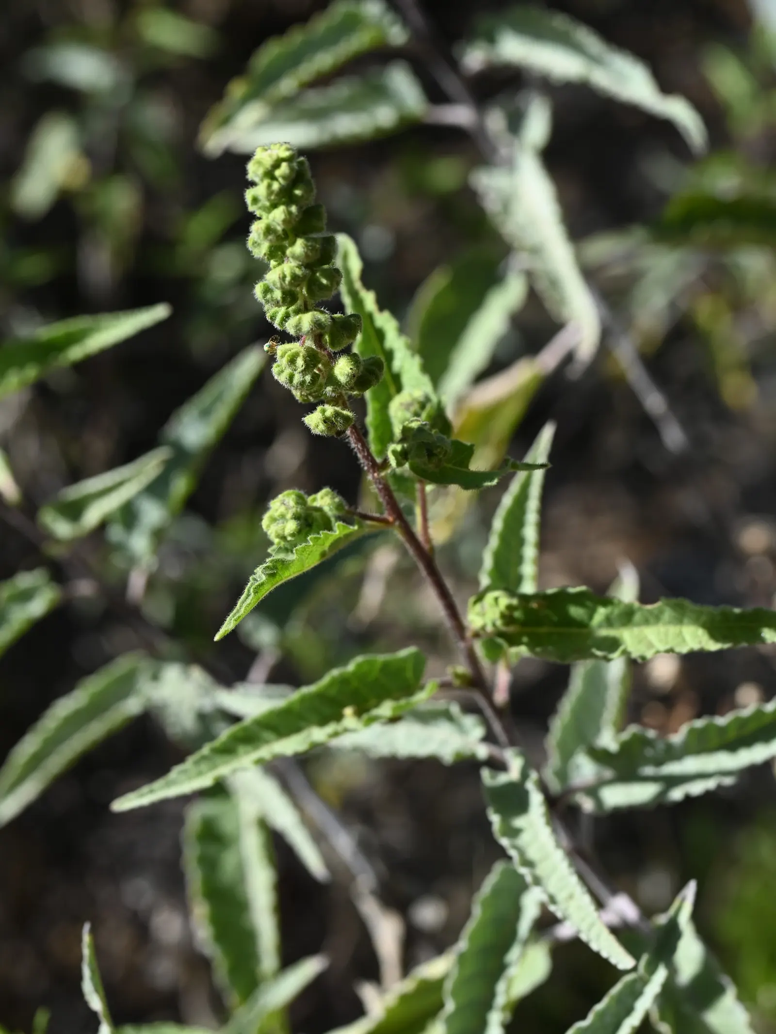 Giant Bursage, Canyon Ambrosia (Ambrosia Ambrosioides) — it can serve as an excellent groundcover
