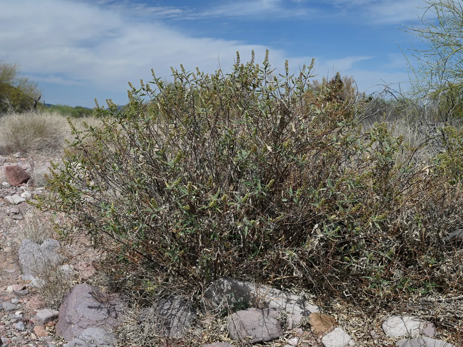 Giant Bursage, Canyon Ambrosia (Ambrosia Ambrosioides) — shrub for full