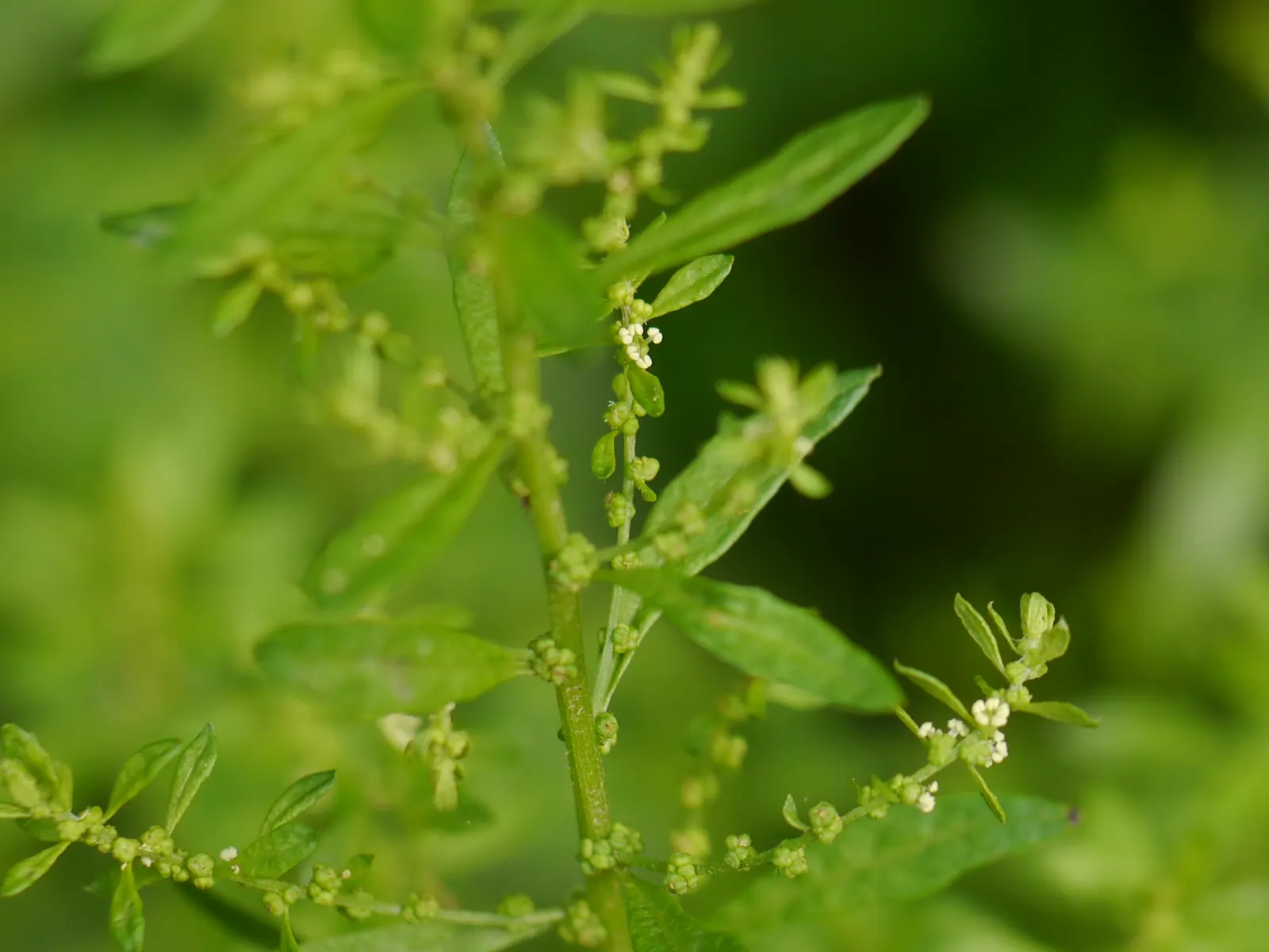 Giant Bursage, Canyon Ambrosia (Ambrosia Ambrosioides) — Small, inconspicuous flowers emerge in the spring, developing into burs that can persist on the plant