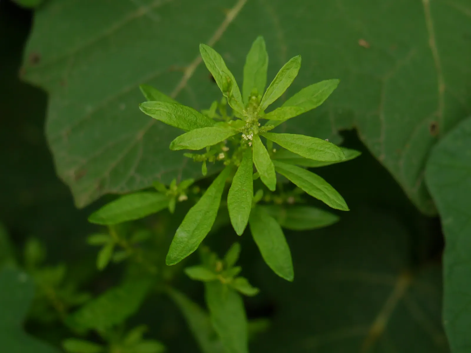 Giant Bursage, Canyon Ambrosia (Ambrosia Ambrosioides) — The Giant Bursage, or Ambrosia ambrosioides, stands out with its silver-gray foliage and adaptable