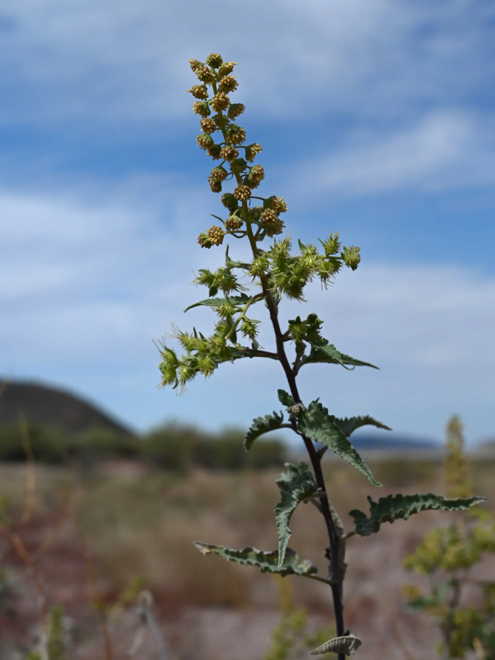 Giant Bursage, Canyon Ambrosia (Ambrosia Ambrosioides) — The Giant Bursage, or Ambrosia ambrosioides, stands out with its silver-gray foliage and, image 27