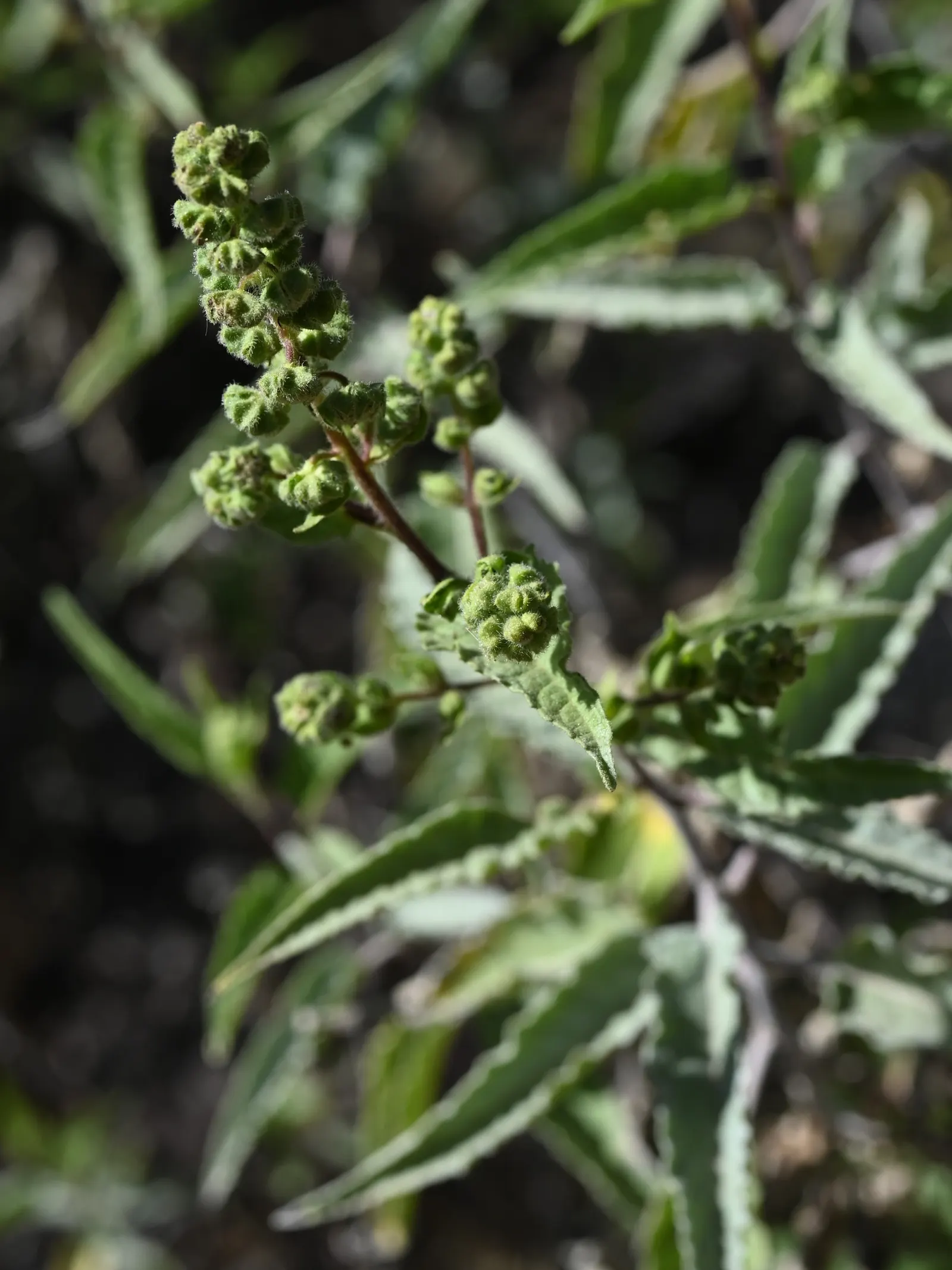 Giant Bursage, Canyon Ambrosia (Ambrosia Ambrosioides) — especially in areas where water conservation is a priority