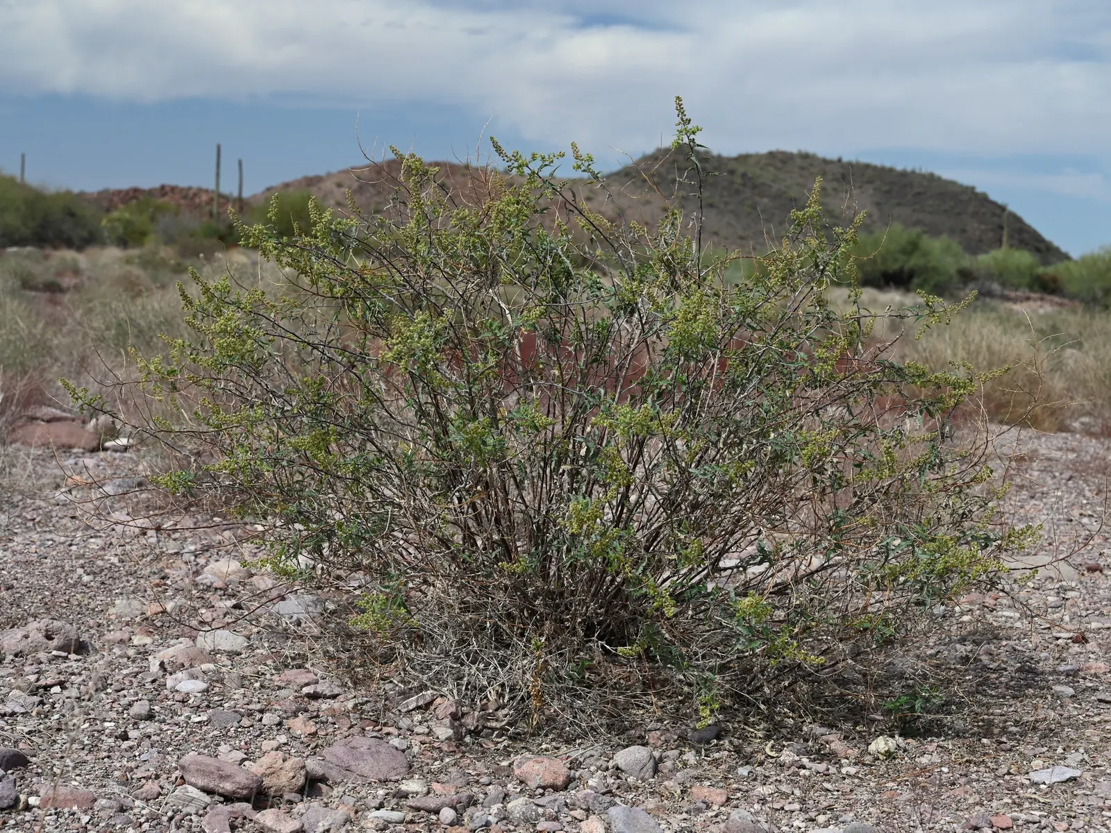 Giant Bursage, Canyon Ambrosia (Ambrosia Ambrosioides) — it's best to avoid overwatering as it is more susceptible to root rot than drought