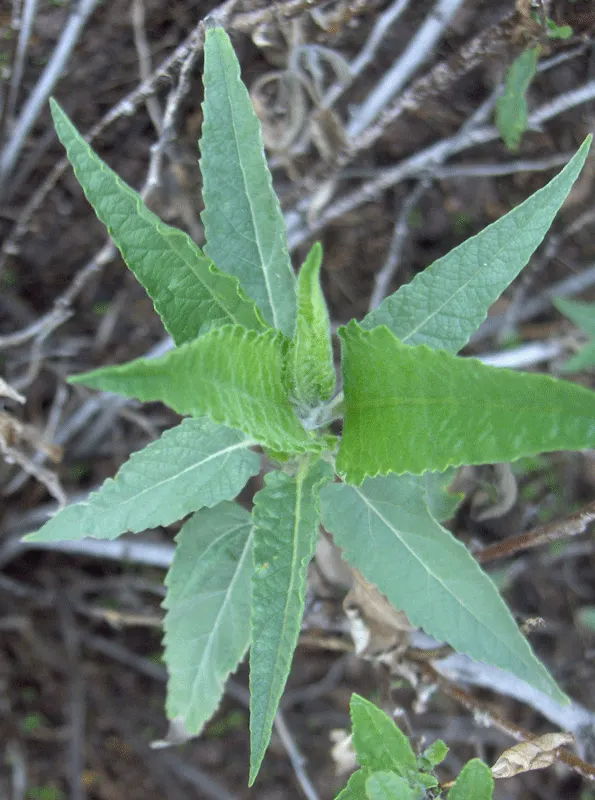 Giant Bursage, Canyon Ambrosia (Ambrosia Ambrosioides) — it requires minimal water once established; shrub with green blooms