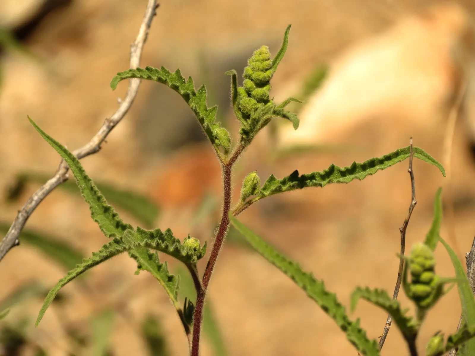 Giant Bursage, Canyon Ambrosia (Ambrosia Ambrosioides) — The leaves are a dusty green with a rough texture