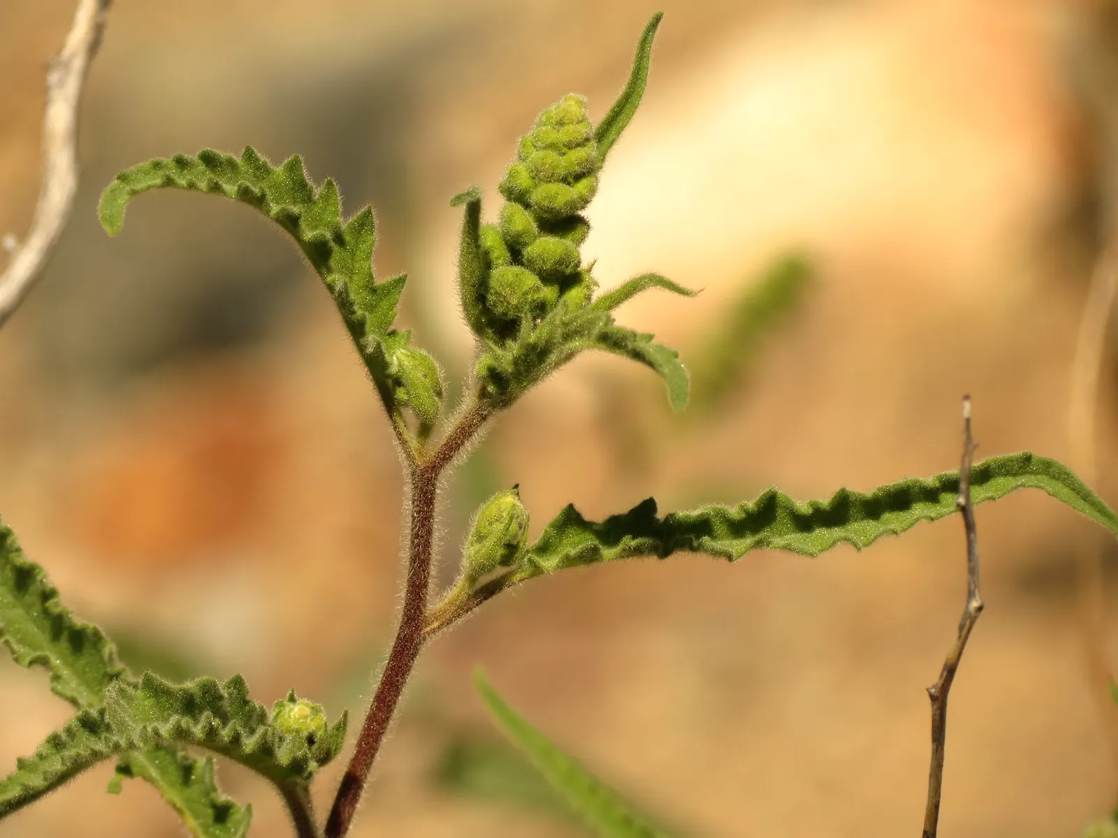 Giant Bursage, Canyon Ambrosia (Ambrosia Ambrosioides) — making it drought-tolerant and ideal for arid climates