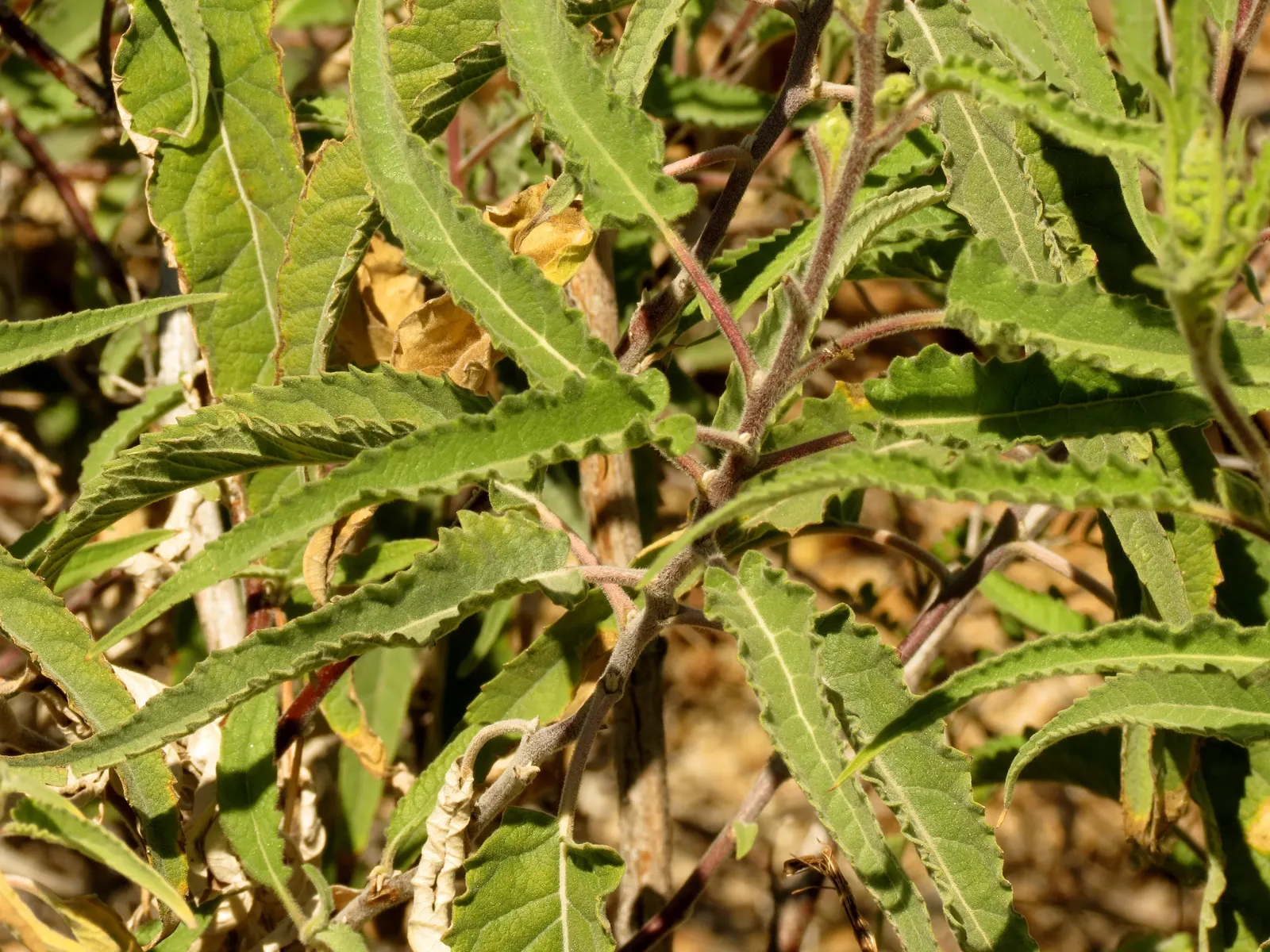 Giant Bursage, Canyon Ambrosia (Ambrosia Ambrosioides) — These burs are a distinguishing characteristic