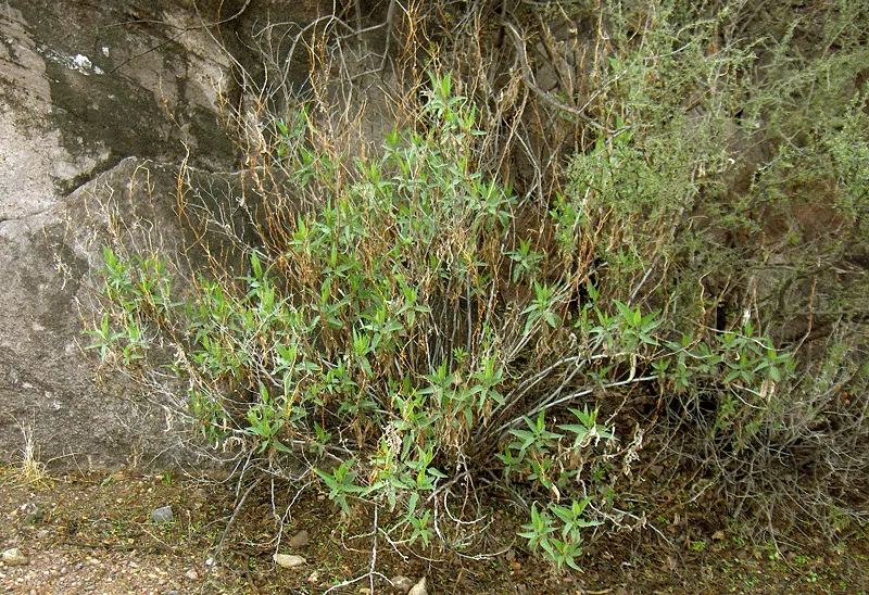 Giant Bursage, Canyon Ambrosia (Ambrosia Ambrosioides) — Its inconspicuous green flowers grace the plant in spring and summer