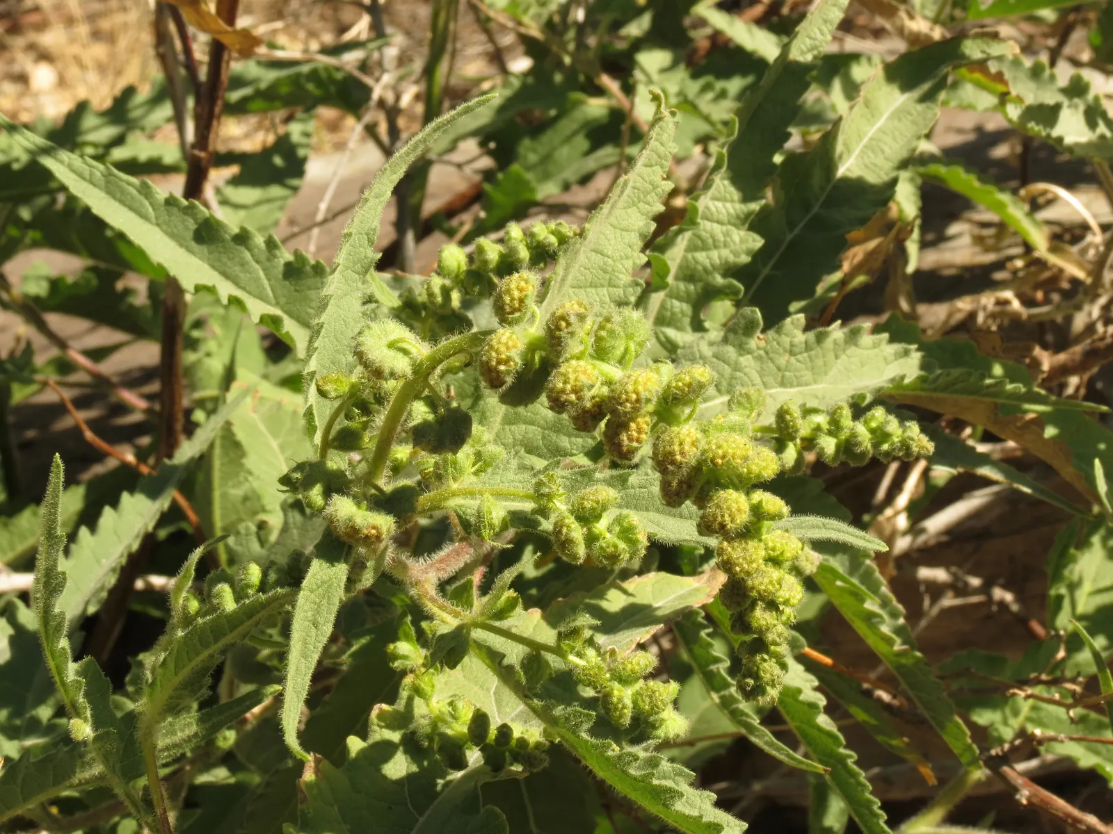 Giant Bursage, Canyon Ambrosia (Ambrosia Ambrosioides) — native to the Southwestern United States and Mexico