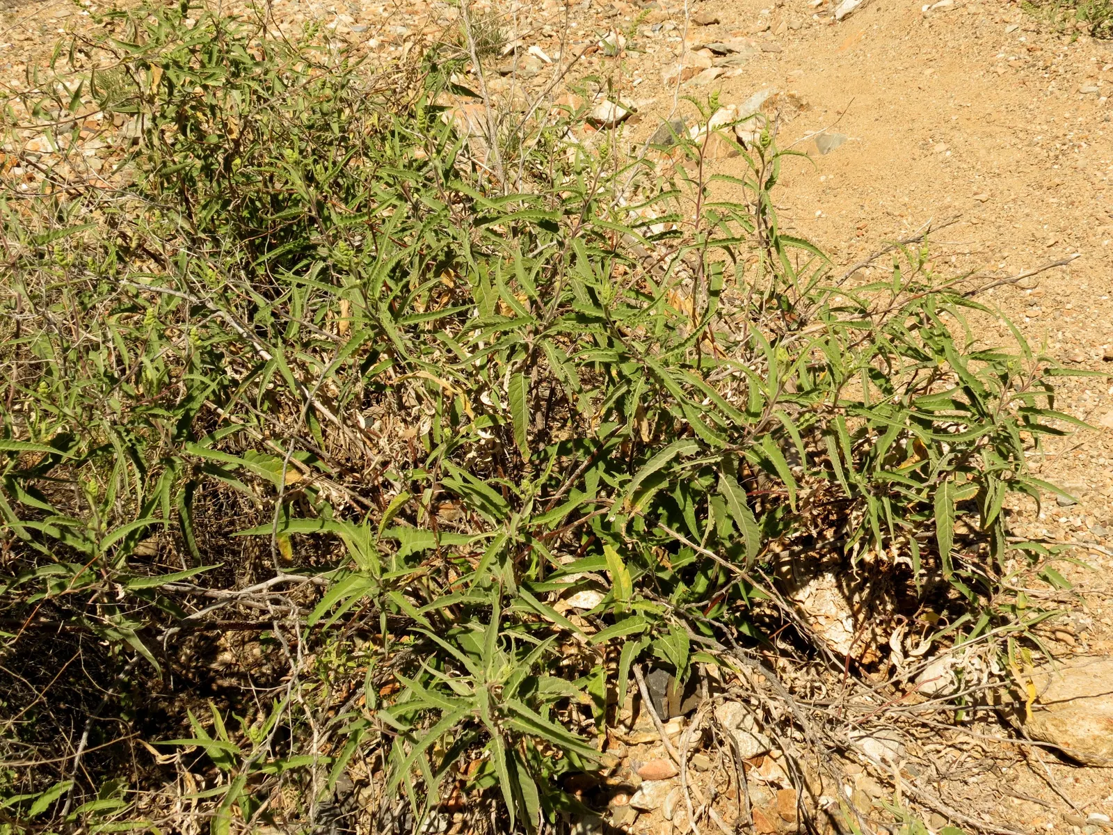 Giant Bursage, Canyon Ambrosia (Ambrosia Ambrosioides) — This durable shrub grows to 3 feet tall and 4 feet wide, thriving in full sun and tolerating poor soils