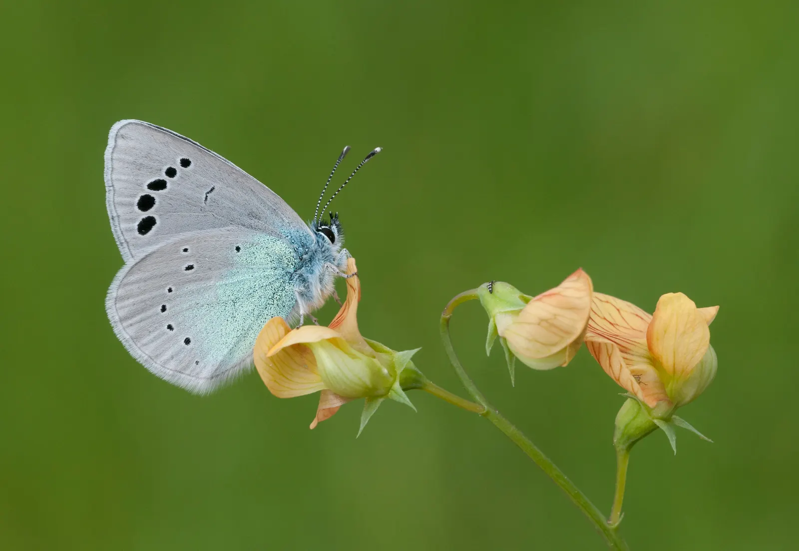Butterfly Blue (Scabiosa Anthemifolia) — lavender-blue flowers that bloom from late spring to fall